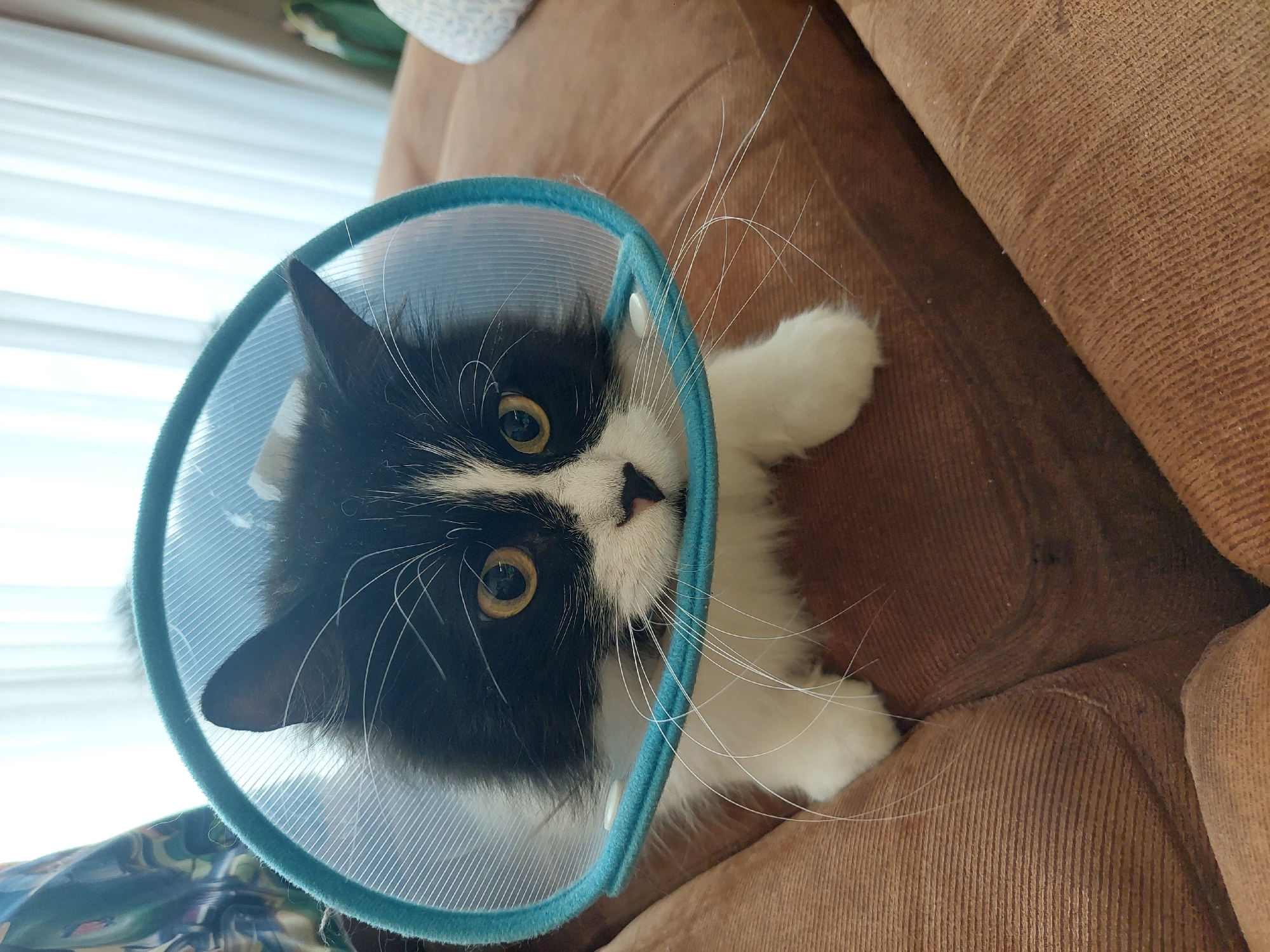 A medium shot depicts a black and white cat wearing a blue plastic cone resting on a brown corduroy sofa. The cat is positioned facing the camera, with its head tilted slightly to the side. The cat's eyes are golden, and it has long, white whiskers. The sofa is textured and appears to be indoors. The background is blurred and indistinct, with a hint of a white curtain. It is impossible to determine the location of this scene in Plovdiv, Bulgaria from the given image.