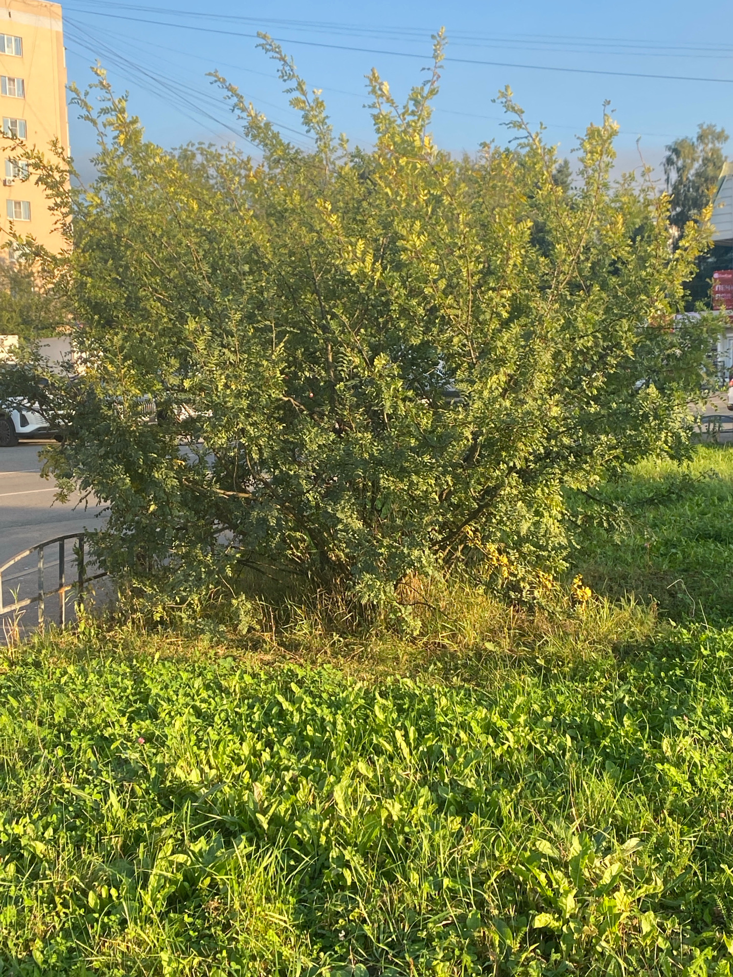 The image depicts a street scene in Ivanteyevka, Russia, with a focus on a large, leafy tree situated on a grassy verge between a paved road and a sidewalk. The tree is dense and green, with some yellowing leaves, suggesting it may be autumn. A portion of a light-colored building, possibly an apartment block, is visible in the background to the left, featuring multiple windows and air conditioning units. Power lines are strung across the sky. On the road, several vehicles are present, including a white car with its rear visible. A low metal fence runs along the edge of the grassy verge. The foreground is dominated by a thick carpet of green grass and weeds, illuminated by sunlight which casts long shadows. The overall scene conveys a typical urban environment with natural elements.