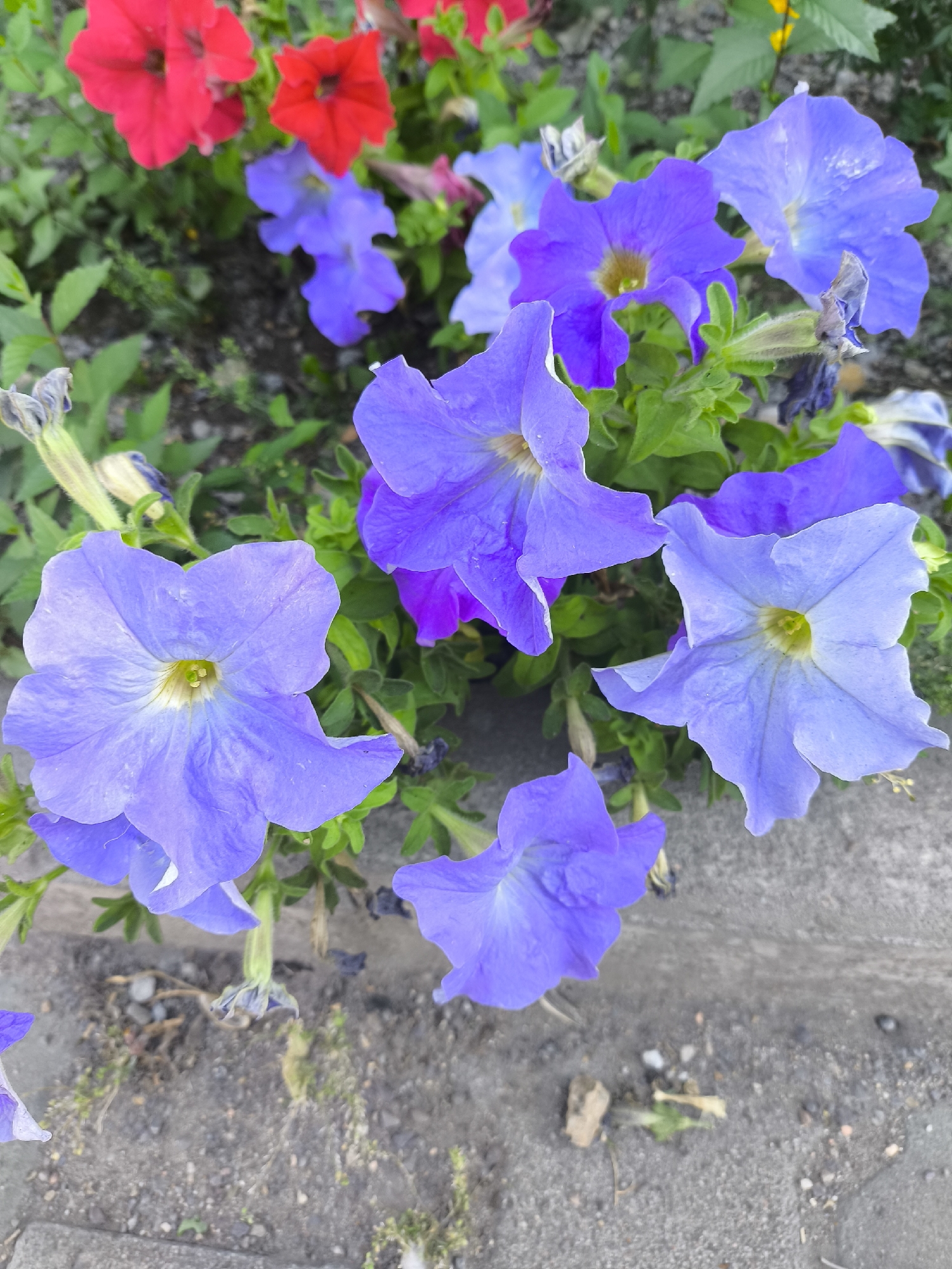 A close-up, top-down shot captures a vibrant cluster of petunias in various shades of purple and red, with green foliage. The flowers are blooming and appear to be in good health. The foreground shows a rough, greyish-brown ground surface, possibly a pathway or roadside, with small stones and sparse vegetation. In the background, more green leaves and the indistinct shapes of additional flowers are visible. The lighting suggests it is daytime. The scene appears to be an outdoor urban environment, likely a park or garden area. Specifically, this image was captured on May 22, 2024, at 10:26:40 AM in Temirtau, Kazakhstan.