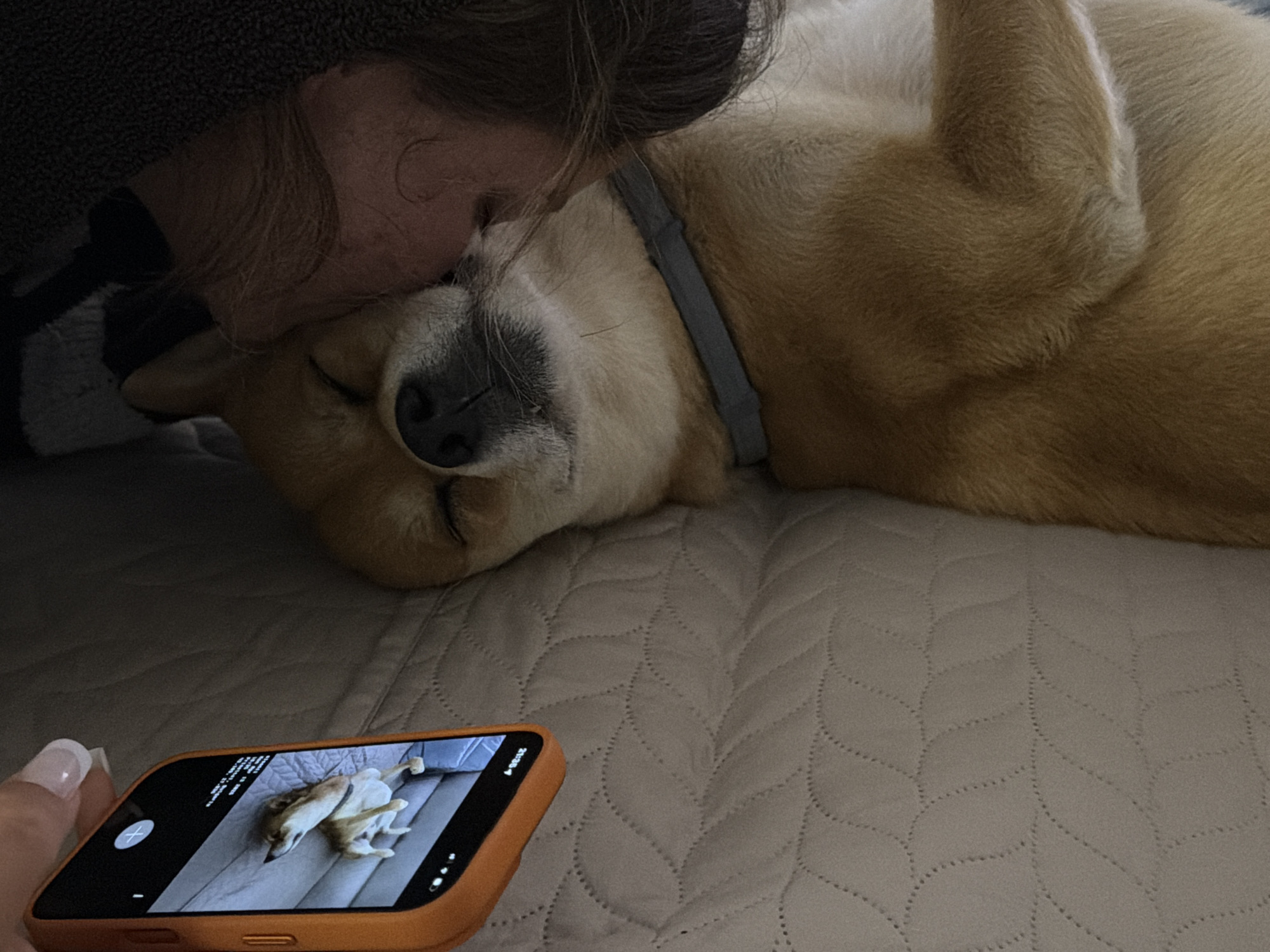 A tan Shiba Inu dog lies on a light gray bedspread with a quilted leaf pattern. A person is kissing the dog's head. The dog has a gray collar and is sleeping. A hand holding an orange smartphone is visible in the foreground, displaying a photograph of the same dog lying on its back on a similar bed. The location, Priseltsi, Bulgaria, cannot be determined from the image.
