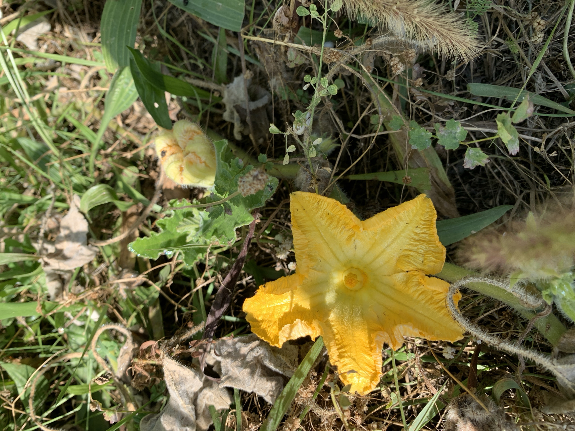 A close-up, overhead shot shows a yellow zucchini flower with five pointed petals open wide on the ground. To the left of the flower, a fuzzy, unopened yellow zucchini blossom is visible. The plants are surrounded by grass, dirt, and dry leaves.