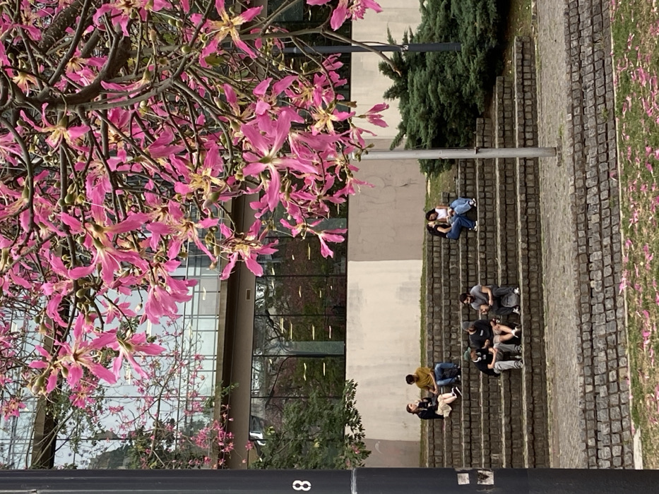 The image depicts an outdoor scene, likely within the Ciudad Universitaria campus of the University of Buenos Aires in Buenos Aires, Argentina, characterized by modern architecture and blooming flora. The foreground shows a grassy area with numerous fallen pink petals, bordered by a low, rough-hewn stone curb. A dark grey utility pole with the partial number "8" is visible on the far left.
Seven young adults are seated on a series of wide, grey stone steps that ascend across the midground. On the upper left, a female in a dark jacket and light skirt holds a white object to her ear, appearing to speak, while a male in a mustard yellow t-shirt sits beside her, facing left. On the upper right, two females sit in close proximity; one in a dark top has her arm around the other, who wears a white top, and her face is near the second female's ear, suggesting intimate conversation. On the lower center, three males are seated; one in a black t-shirt and cap, one in a dark t-shirt and light shorts facing him, and a third in a grey t-shirt and pants with a dark backpack resting beside him.
The background features a contemporary building with multiple stories of dark, reflective glass windows, which mirror the surrounding trees and sky. The building has a lighter, possibly concrete, lower section. A significant portion of the image, especially the upper right, is dominated by the branches and numerous vibrant pink flowers of a blooming Ceiba speciosa tree (Palo Borracho). Evergreen bushes are visible to the right of the steps.