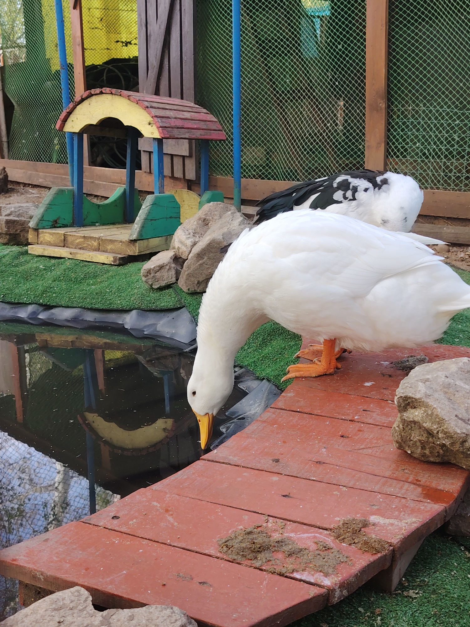 The image shows a pond with ducks in Chaikovsky, Russia. A white duck is drinking water from the pond while standing on a red wooden bridge. Another duck with black and white plumage is standing nearby. The pond is surrounded by artificial green turf and rocks. In the background, there's a small decorative structure resembling a birdhouse with yellow, red, and blue painted elements, and a wire mesh fence encloses the area. The pond's reflection is visible in the water.