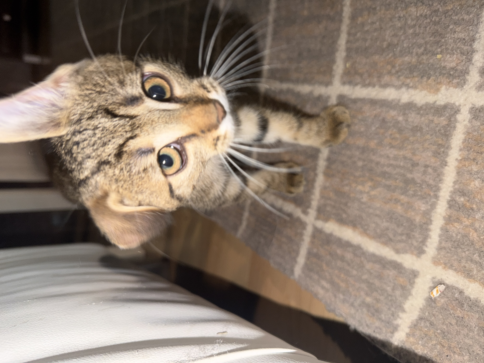 A domestic feline, identified as a young tabby kitten, is positioned centrally in the foreground, looking directly towards the viewer. The kitten exhibits a distinctive physical anomaly: its right ear (viewer's left) is erect and triangular, typical of a cat, while its left ear (viewer's right) is folded downwards and rounded, resembling a dog's ear. The kitten has prominent amber-colored eyes with dark pupils and long, white whiskers fanning out from its muzzle. Its fur is a mix of brown and tan with dark tabby stripes visible on its face, body, and forelegs.
To the left of the kitten, a large, vertically ridged, off-white surface, consistent with a padded furniture item like a sofa armrest, occupies the left third of the frame. Small indentations and minor surface imperfections are visible on this surface. The kitten is standing on a textured rug that covers the floor. The rug features a pattern of wide, off-white or cream-colored lines forming a grid or large squares against a darker, mottled brown and grey background. In the lower left quadrant of the rug, a small, irregularly shaped white object with orange markings is present. The background behind the kitten and to its right is dark and out of focus, indicating an indoor environment with low ambient light, illuminated primarily by a direct light source from the camera's perspective. The location is in the city of Unknown, Unknown.