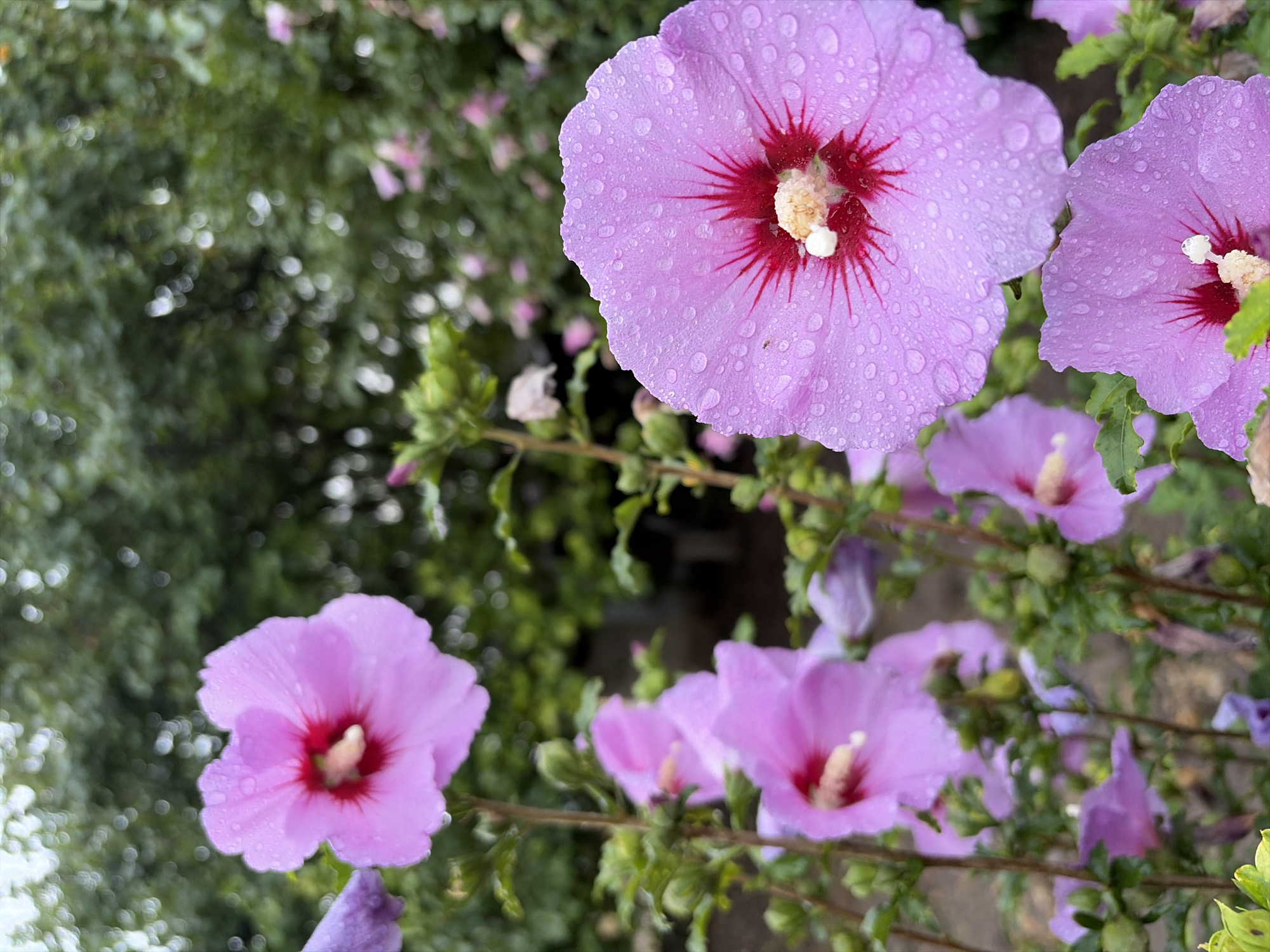 In the city of Oxentea, Moldova, a close-up, outdoor, eye-level shot captures several vibrant pink hibiscus flowers, some with deep red centers, in full bloom. Water droplets cling to the petals of the most prominent flower in the foreground, suggesting recent rain or dew. The flowers are on green stems with visible buds and leaves. The background is a soft blur of lush green foliage, indicating a garden or park setting. The lighting appears to be natural and diffused, creating a peaceful and serene atmosphere. There are no people or animals visible in the frame.