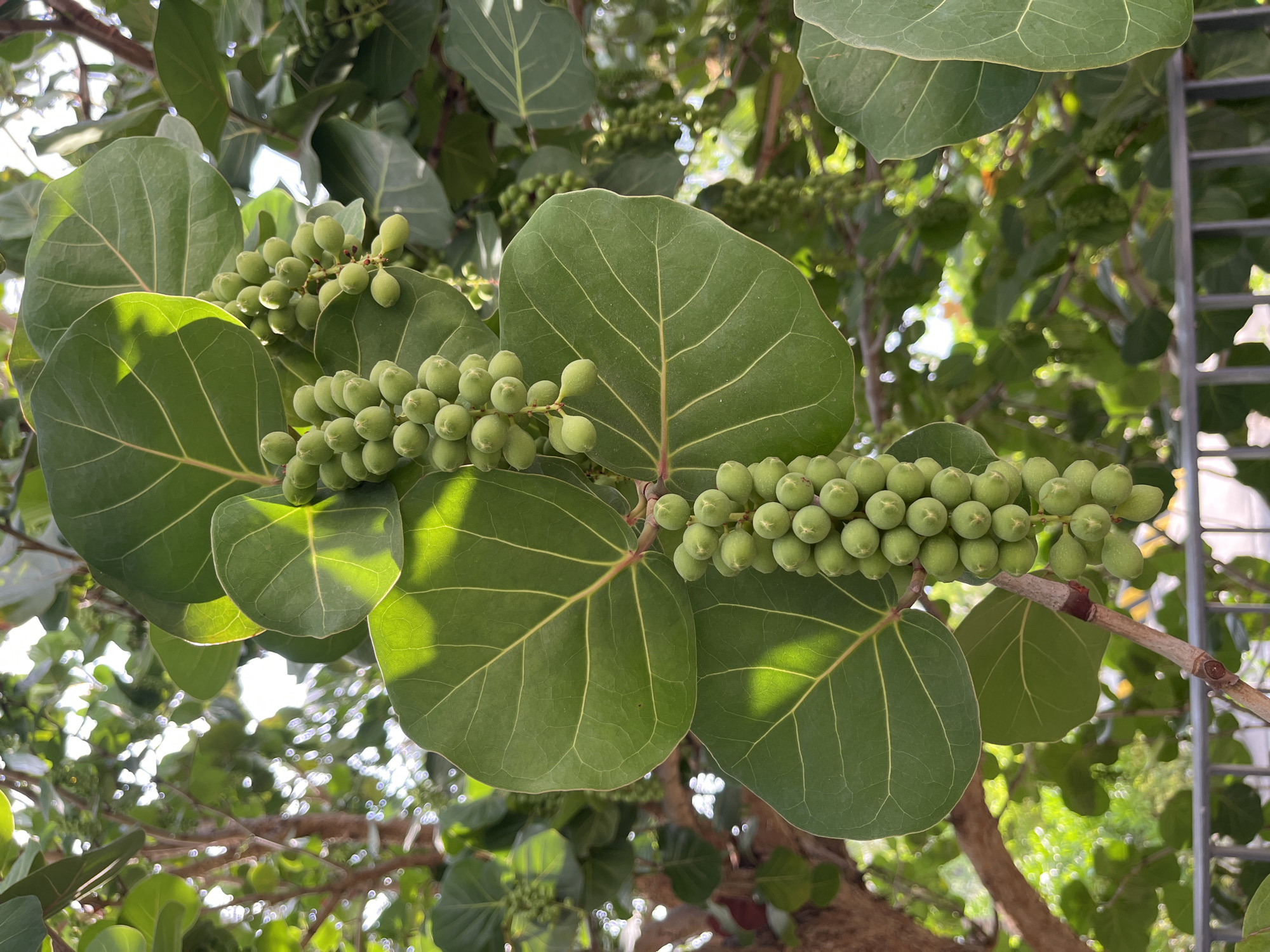 The image shows a cluster of sea grape (Coccoloba uvifera) leaves and unripe fruits in Bac Nha Trang Ward, Vietnam. The leaves are large, round, and green with prominent red veins, while the fruits are green and clustered on a branch. The background shows a tree trunk and foliage. Sunlight filters through the leaves, creating shadows and highlights. A metallic structure is also partially visible in the background.