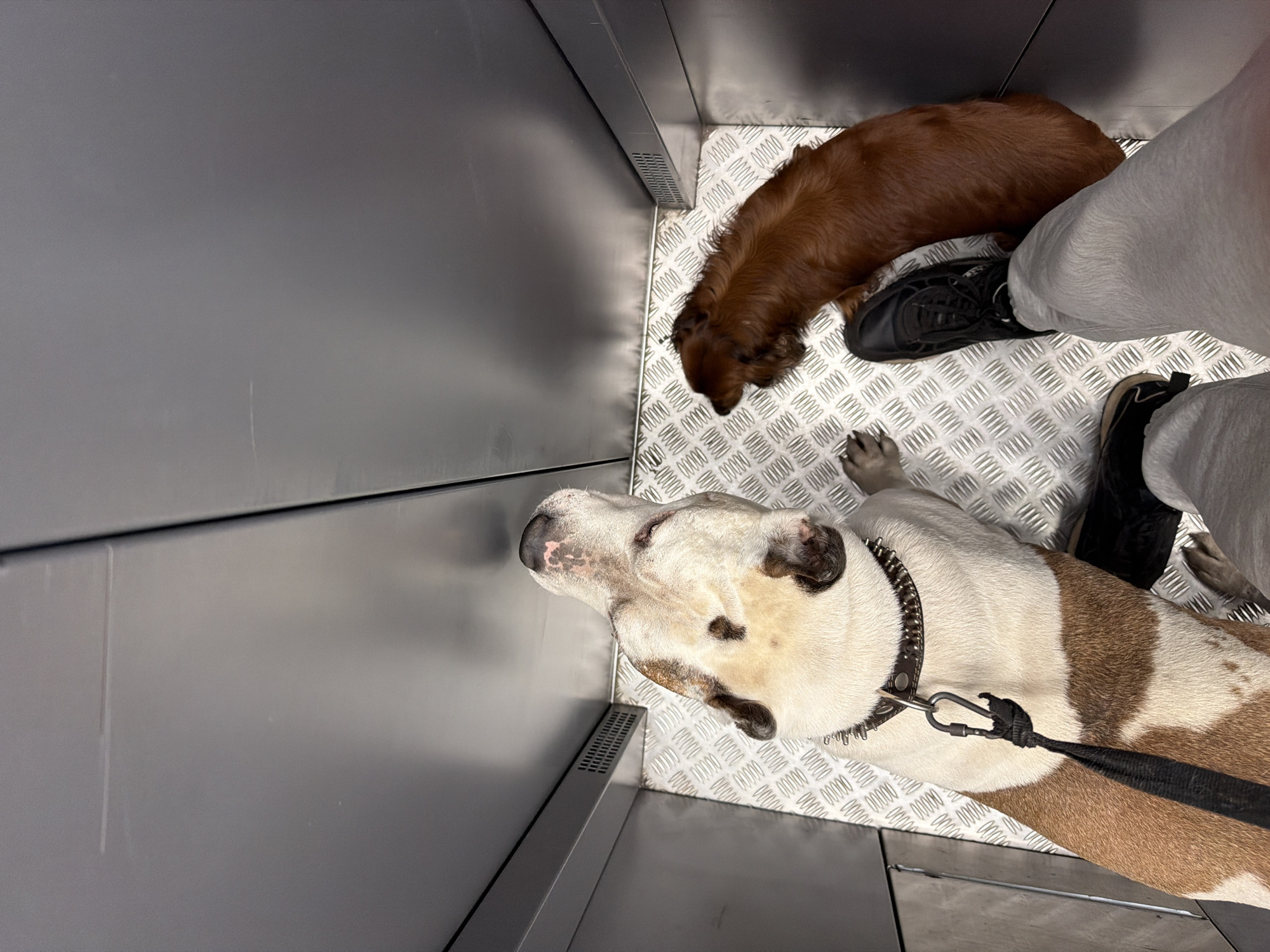 The image shows a first-person perspective looking down inside what appears to be an elevator. Two dogs and two feet wearing shoes are visible. One dog is a medium-sized breed with brown fur, curled up near a foot wearing a black shoe. The second dog is larger, white with brown markings, and wearing a black collar with a leash attached. It is lying near a foot wearing a black boot-like shoe. The elevator floor is metal with a textured, patterned surface. The elevator walls are gray metal. There is no information present to indicate this image was taken in the city of Krasnoyarsk, Russia.