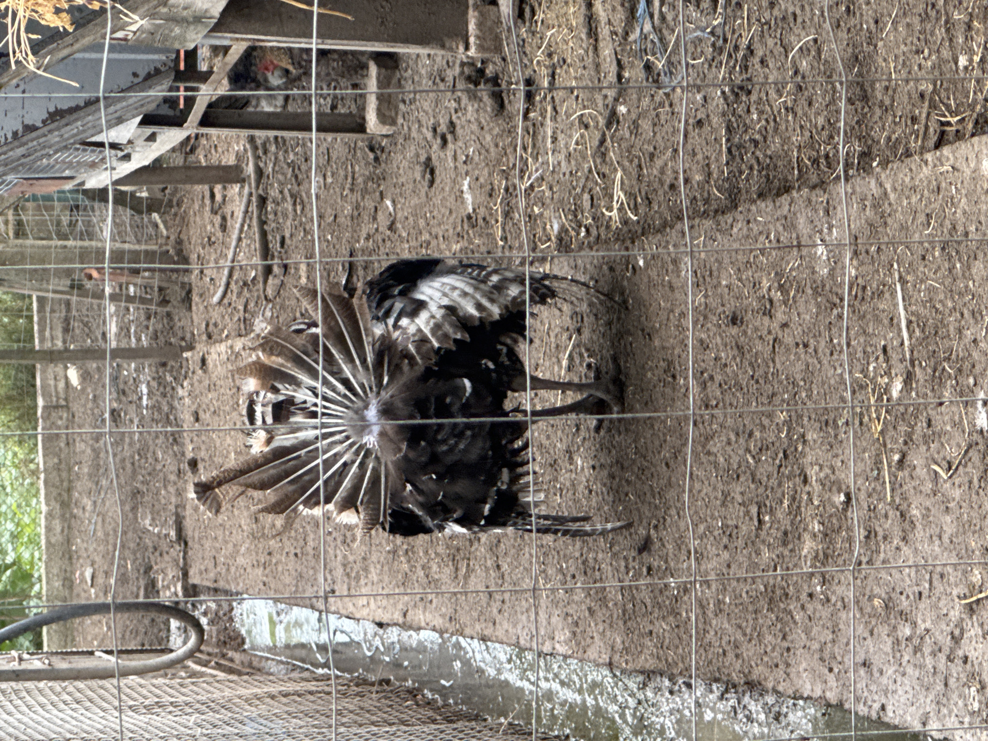 A black and white turkey is shown in an outdoor enclosure, viewed through a wire mesh fence that covers the entire image. The turkey is centrally positioned, with its tail feathers fanned wide in a display. Its plumage is a mix of dark and lighter feathers, and the fanned tail clearly shows white and grey banding. The ground is rough, uneven dirt, scattered with dry straw and debris. In the upper left background, part of a rustic wooden structure, possibly a shelter or coop, is visible. A long, narrow trough filled with murky water runs horizontally across the bottom section of the frame. A curved metal pipe or hose is also partially visible near the trough on the left. The scene depicts a rural farm or animal pen, consistent with the location of Sarnevo, Bulgaria. The photo was taken during the daytime, but specific weather conditions or time of day are not discernible. No people or text are present in the image.