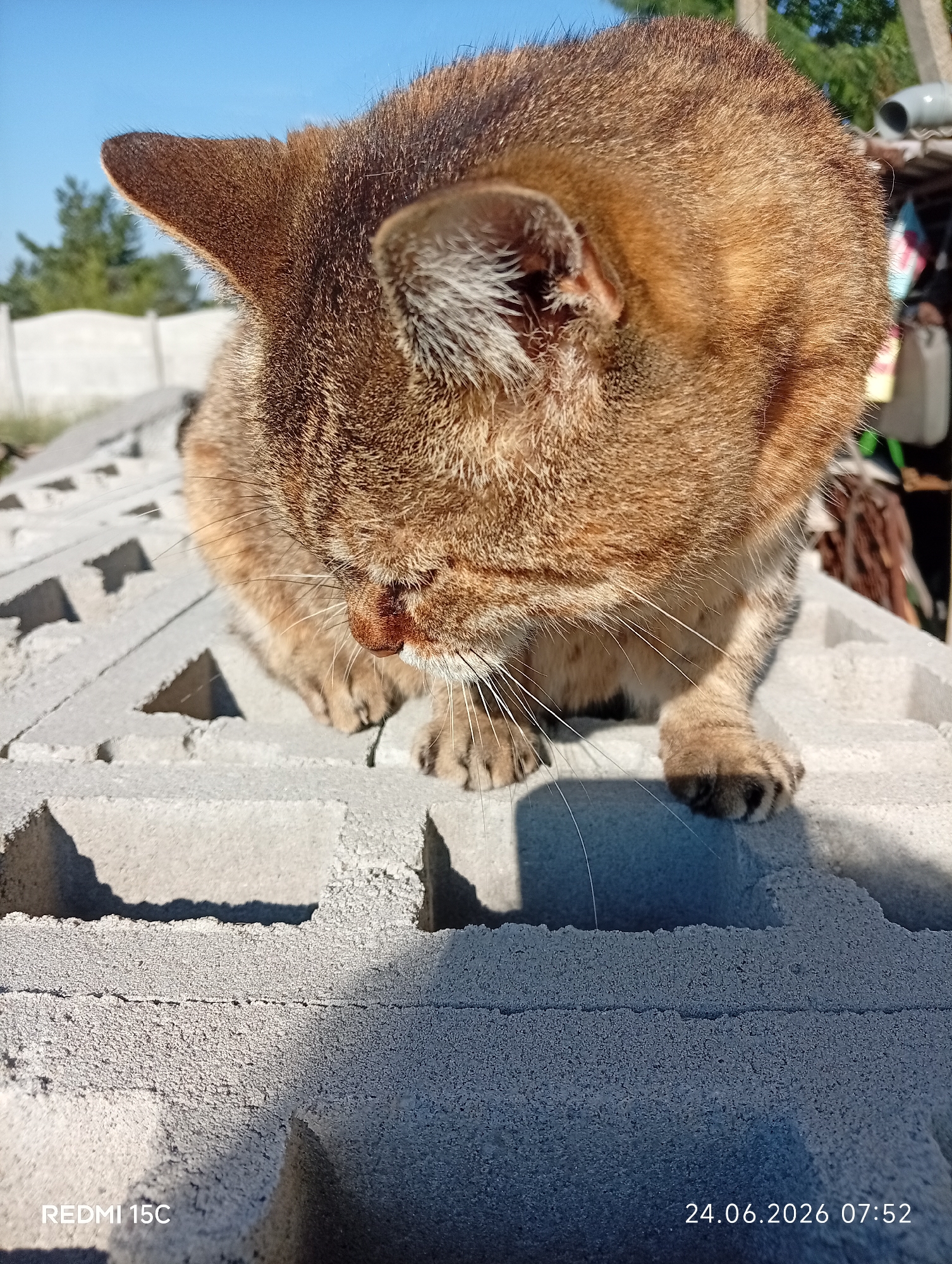 A brown tabby cat is perched on a stack of cinder blocks outdoors under a clear blue sky. The cat is facing down, its head lowered as if grooming or examining something on the blocks. Its fur is a mix of brown and black stripes, and its ears are perked up. The cinder blocks are rough and gray, with visible holes. In the background, there are some trees, a white fence, and what appears to be a small shed or structure. The overall scene suggests an outdoor, possibly rural or semi-urban setting. The timestamp "24.06.2026 07:52" is visible in the bottom right corner, and "REDMI 15C" is in the bottom left.