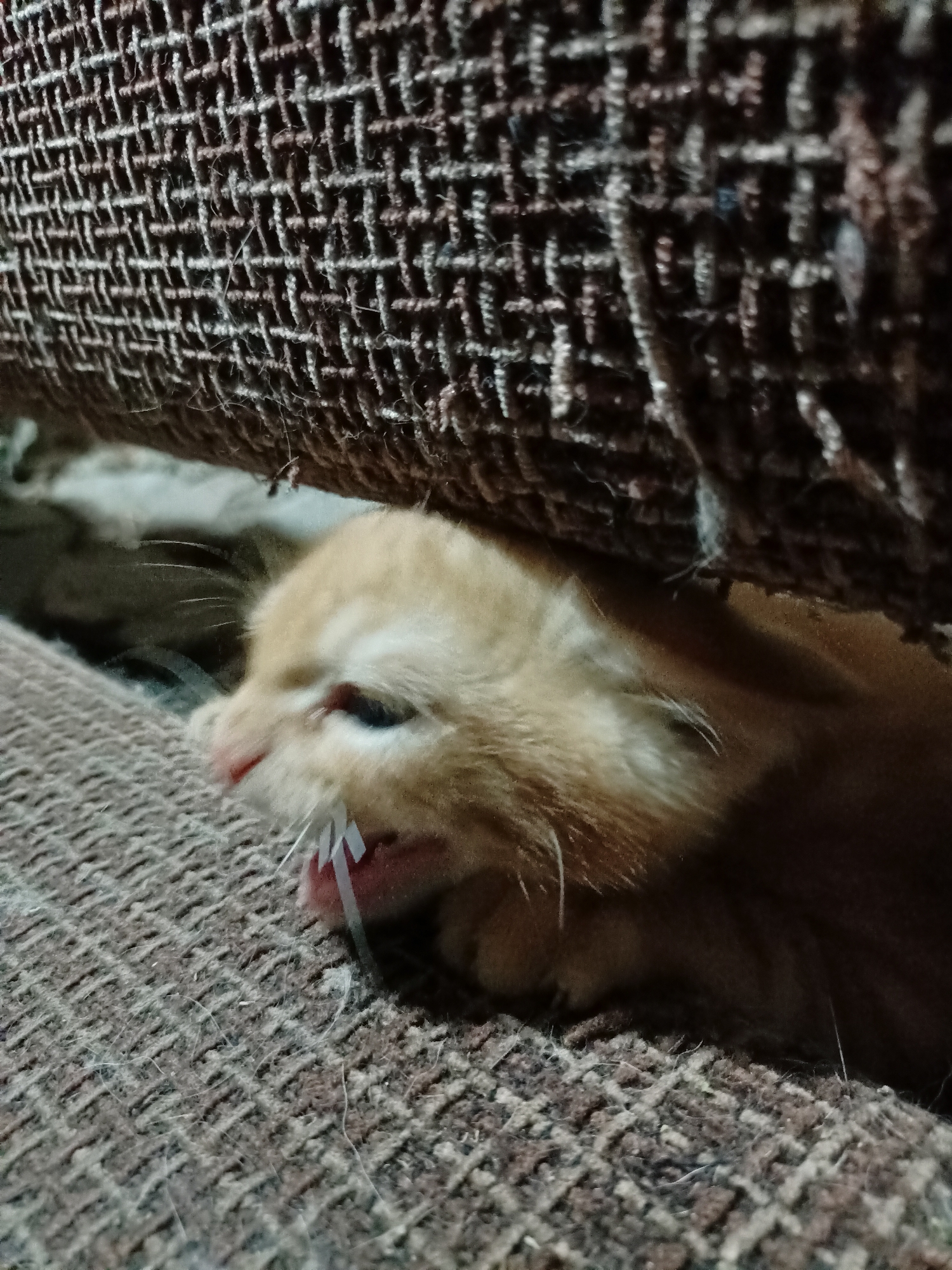 A close-up, low-angle shot captures a ginger kitten peeking out from under a woven, brown, and beige textured surface. The kitten's head is tilted, with its mouth slightly open, revealing a pink tongue and what appears to be a white string or thin fabric caught on its teeth. The kitten's fur is soft and light-colored, with visible whiskers. The background consists of the same textured material, creating a sense of being hidden or enclosed. The lighting is dim, with shadows adding depth to the scene. The image does not depict any recognizable landmarks or elements specific to Almaty, Kazakhstan, making its location within the city indeterminable. The scene focuses solely on the kitten and its immediate surroundings.