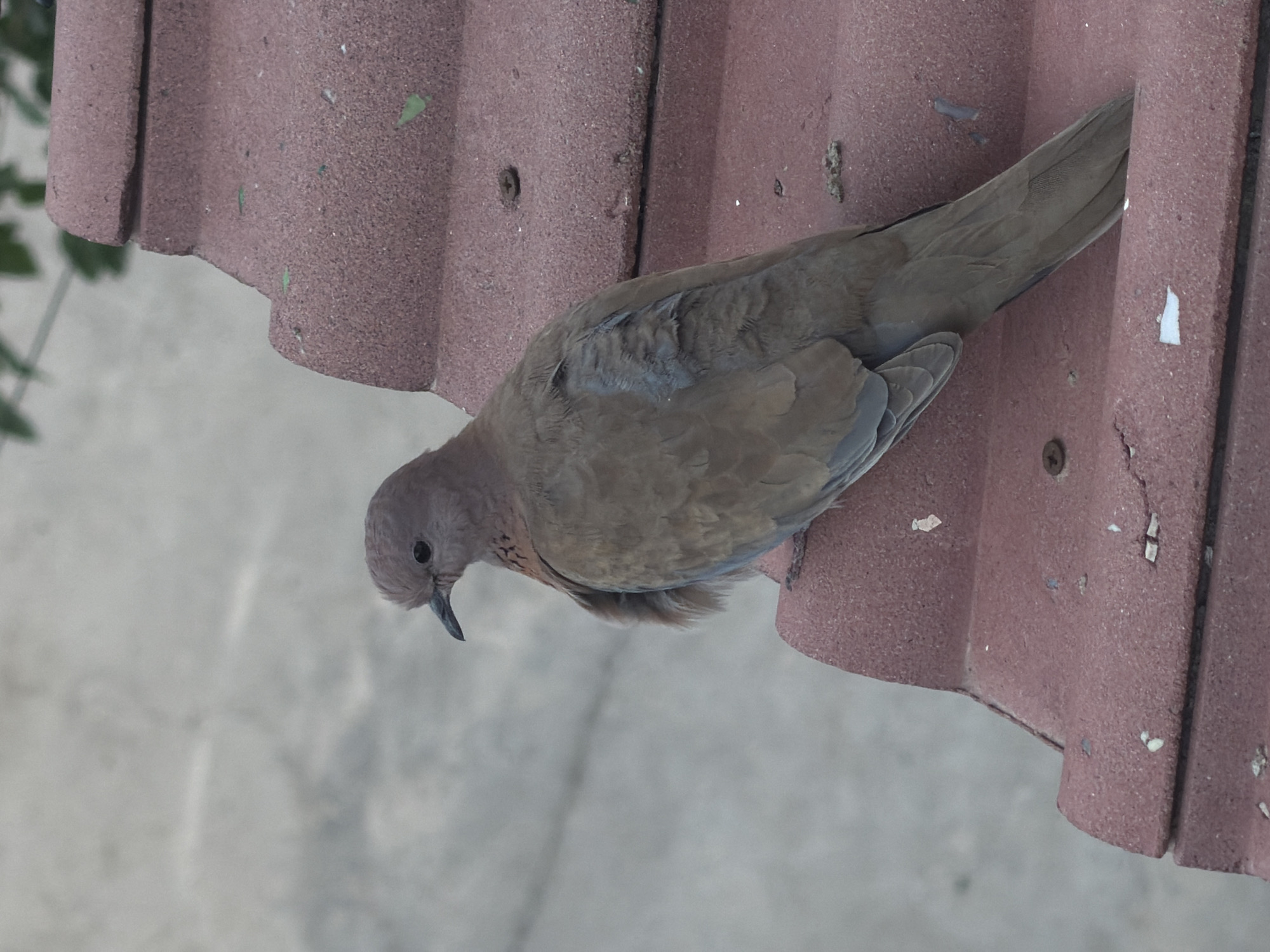 A solitary, light brown bird is perched on a reddish-brown tiled roof. The bird is facing left, with its head turned to look slightly upwards and to the left. Its plumage is a muted brown, with some lighter gray feathers visible on its wings. The bird has a dark eye and a dark beak. The roof tiles are textured and appear weathered, with some green specks, likely moss or lichen, and a few small white debris pieces scattered on them. In the background, a blurred, light gray surface, possibly a wall or pavement, is visible, along with out-of-focus green foliage in the upper right corner. The image captures a still moment of the bird resting on the rooftop.