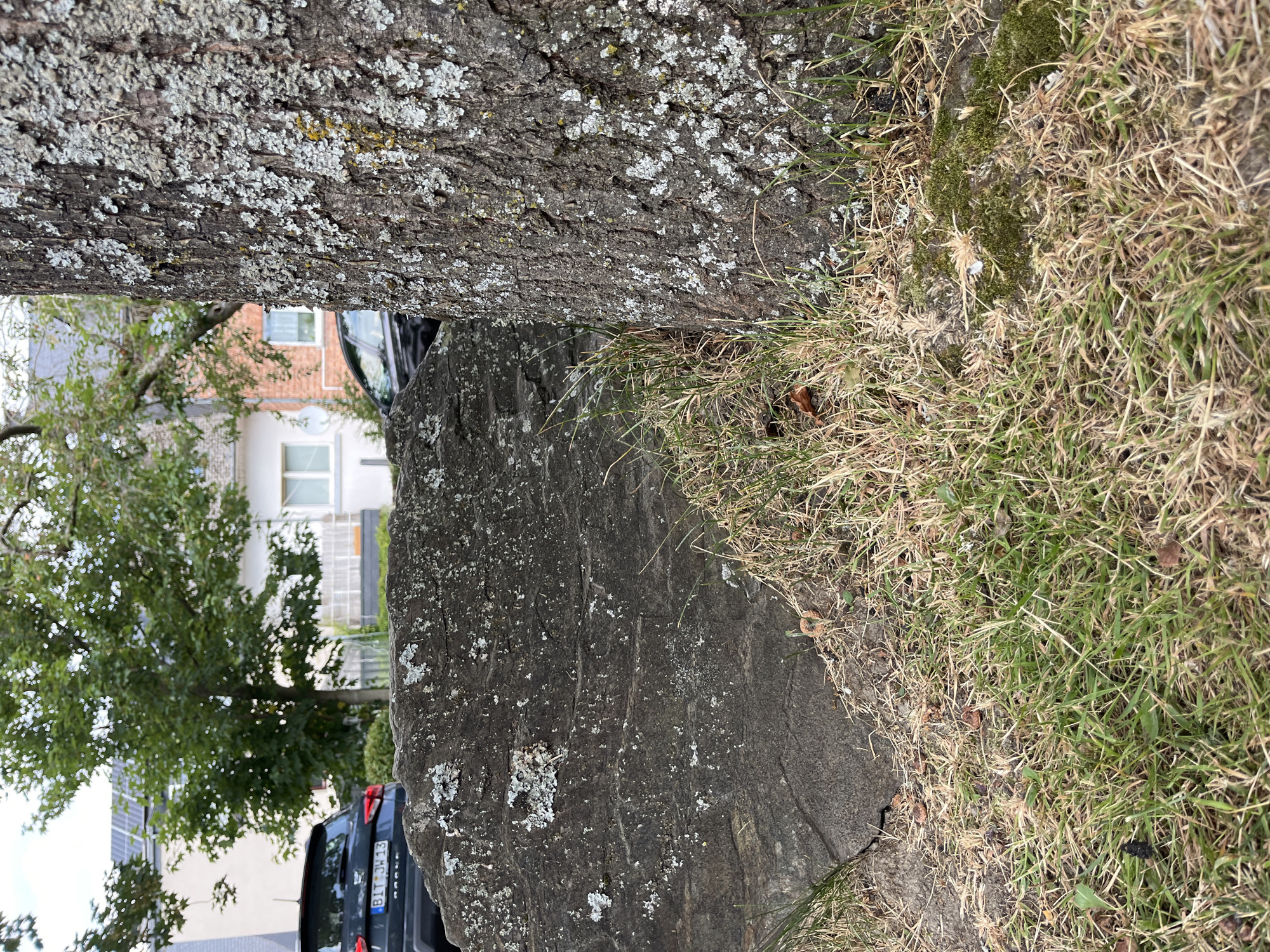 The image depicts a close-up, eye-level view of a large, dark grey boulder with a rough, textured surface, partially covered in light-colored lichen. The boulder is situated on the ground, with dry, light brown grass and some patches of green grass surrounding it. To the right of the boulder, the textured bark of a large tree trunk is visible, also bearing patches of lichen. In the background, out of focus, is a dark-colored car with a license plate reading "BIT JW 13". Behind the car, houses with white and red brick facades are visible, along with green trees and a cloudy sky. The scene appears to be an outdoor setting in a residential area, potentially a garden or roadside in Saint-Vith, Belgium.