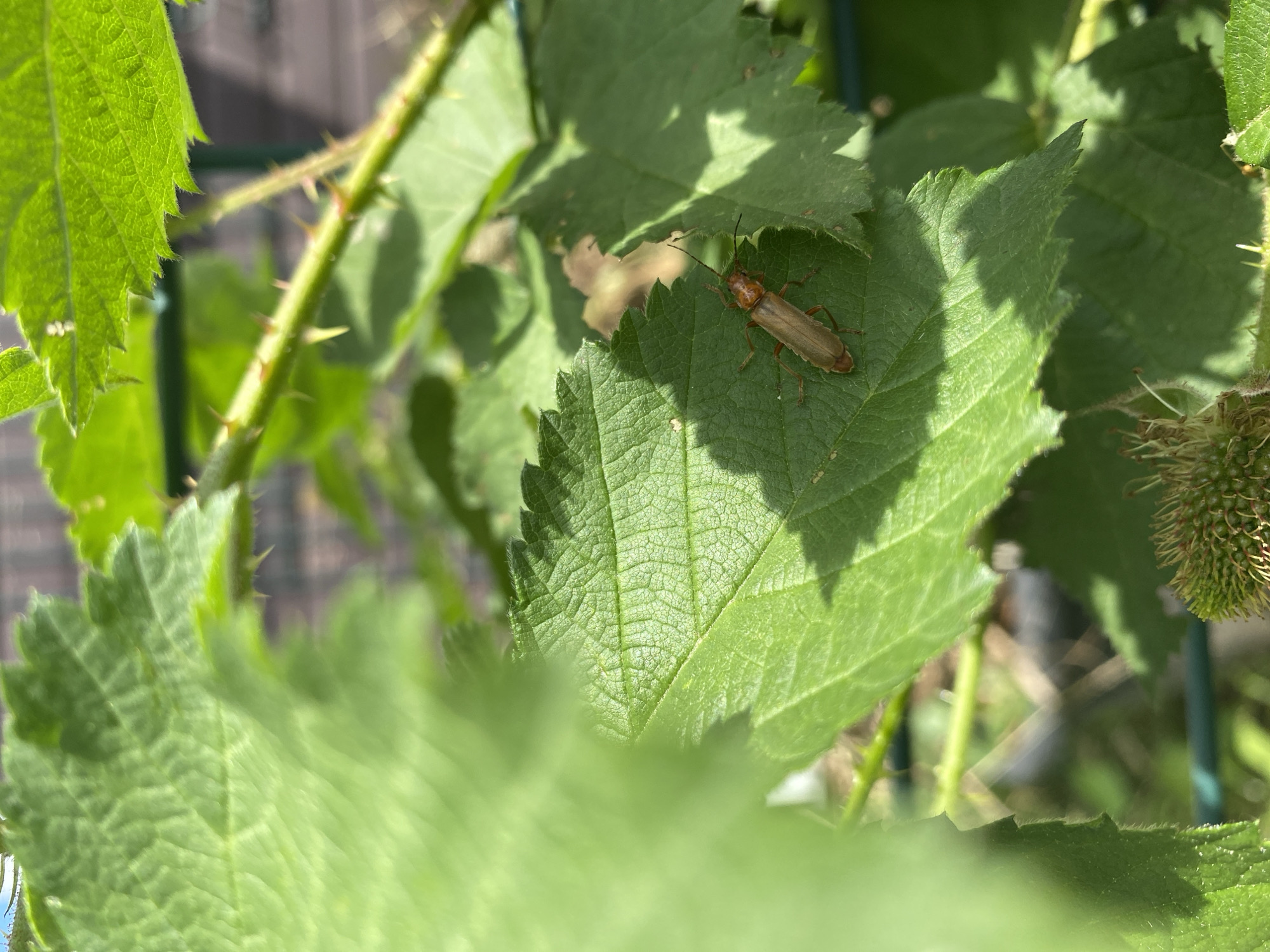 A close-up shot captures an insect on a green leaf. The insect is elongated, with a brown body and long antennae, and is positioned horizontally on the leaf. The leaf exhibits a textured surface with visible veins and serrated edges. Other green leaves and a thorny stem are visible in the background, suggesting a plant in a garden or natural setting. The lighting indicates a sunny day, casting shadows on the foliage. No people or structures are visible in this image. The location is unknown.