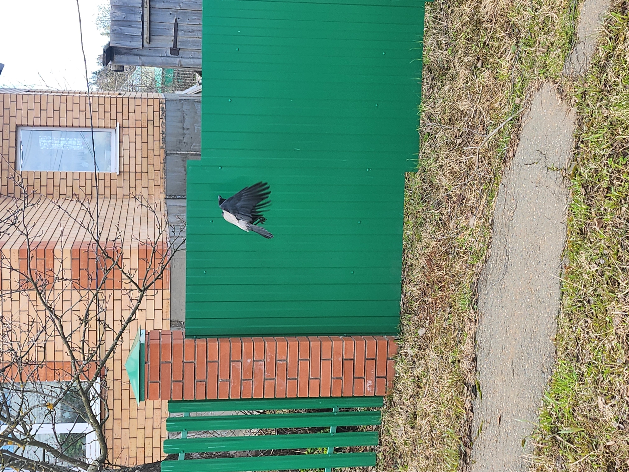 The image depicts a scene in Krasnogorskoye, Russia. A bird with black and white plumage is in flight against a green metal fence. To the left of the fence is a brick building with a window and bare tree branches in front. A brick and green metal structure runs along the bottom of the fence. To the right of the fence is a grassy area and a concrete pathway.