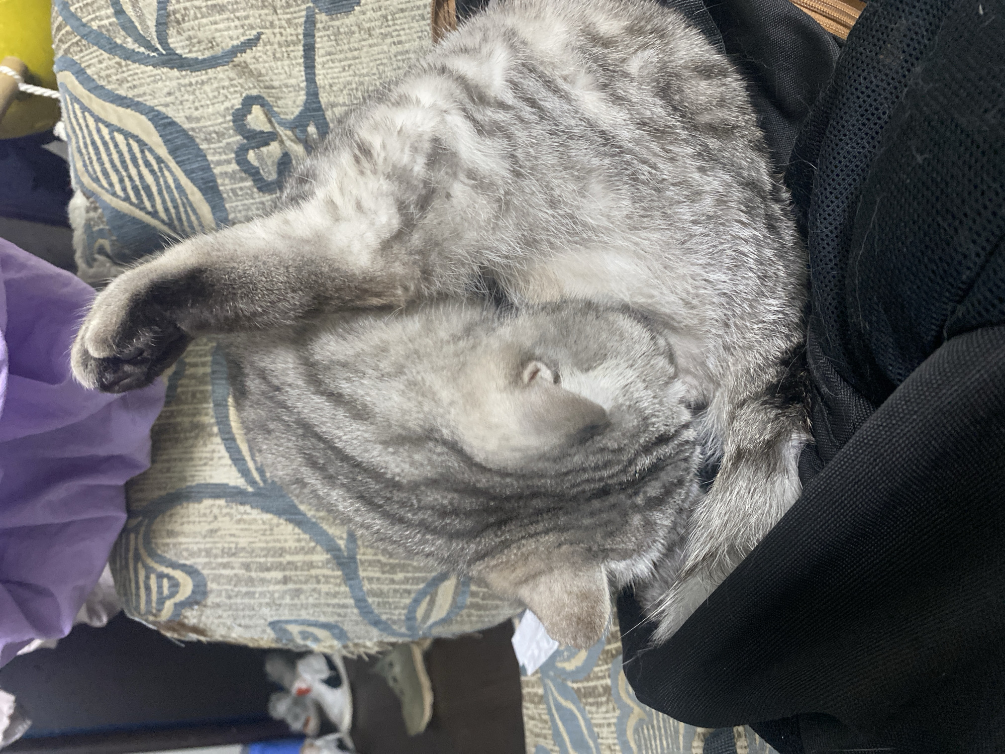 A silver tabby cat is captured in a close-up, overhead view, curled up and seemingly asleep indoors. The cat's distinctive grey fur with darker stripes covers most of the frame. Its head is tucked under its body or paws, conveying a sense of deep rest and comfort. The cat is positioned on a patterned cushion, which features beige and light blue abstract designs. To the left, a portion of a purple fabric item is visible. To the right, the cat is snuggled against a black object, likely a bag or backpack, part of which shows a mesh texture. In the background, hints of other household items and a dark floor are visible, suggesting a home environment. A small, white, illegible tag is partially visible near the cat's hindquarters. The scene evokes a peaceful and relaxed atmosphere, likely in a domestic setting in Chaikovsky, Russia.