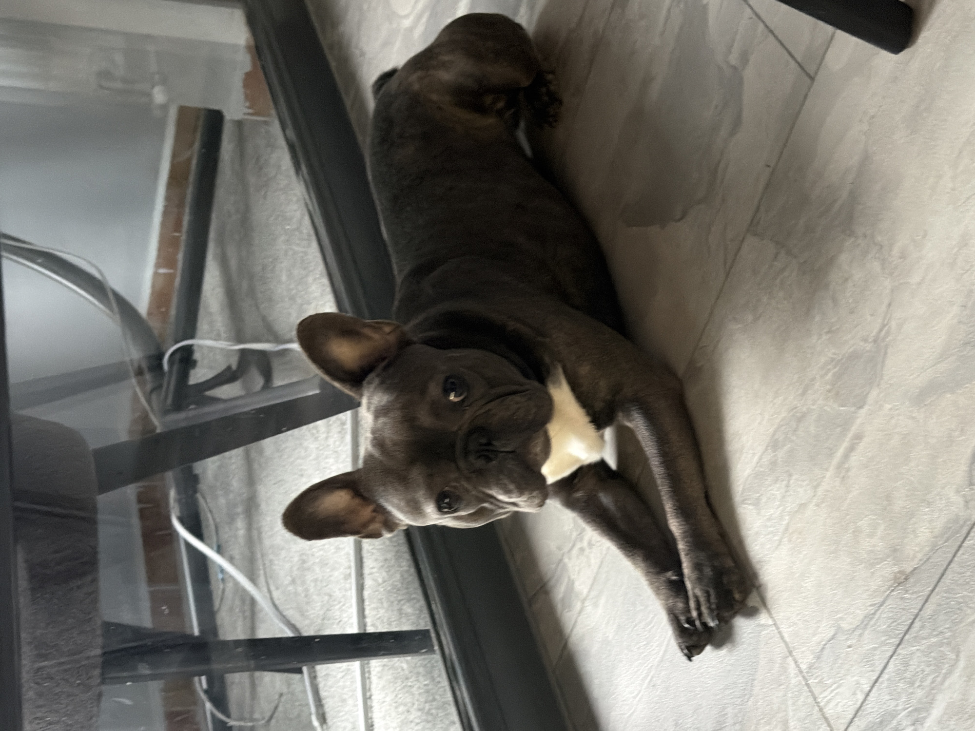 A brindle French bulldog is lying on a light-colored tiled floor. The dog is facing the camera, with its head tilted slightly to the left. Its eyes are open and looking directly at the viewer. The dog has large, erect ears and a short snout. It has a patch of white fur on its chest. The dog's body is elongated, with its front paws extended forward and its hind legs tucked underneath it.
The scene appears to be indoors, possibly near a window or glass door, as indicated by reflections and the presence of a dark frame to the left of the dog. There are some white cords running along the floor in the background. The lighting suggests it could be daytime, with natural light illuminating the scene. The overall mood is relaxed and peaceful, with the dog appearing comfortable and at ease.
The floor tiles are a neutral, light grey color with subtle variations in tone, creating a somewhat textured appearance. The background is slightly out of focus, but hints of a vertical structure and possibly fabric can be discerned. There is no visible text in the image. The context provided suggests this scene is in Ruse, Bulgaria, though no specific local landmarks are identifiable within the frame.