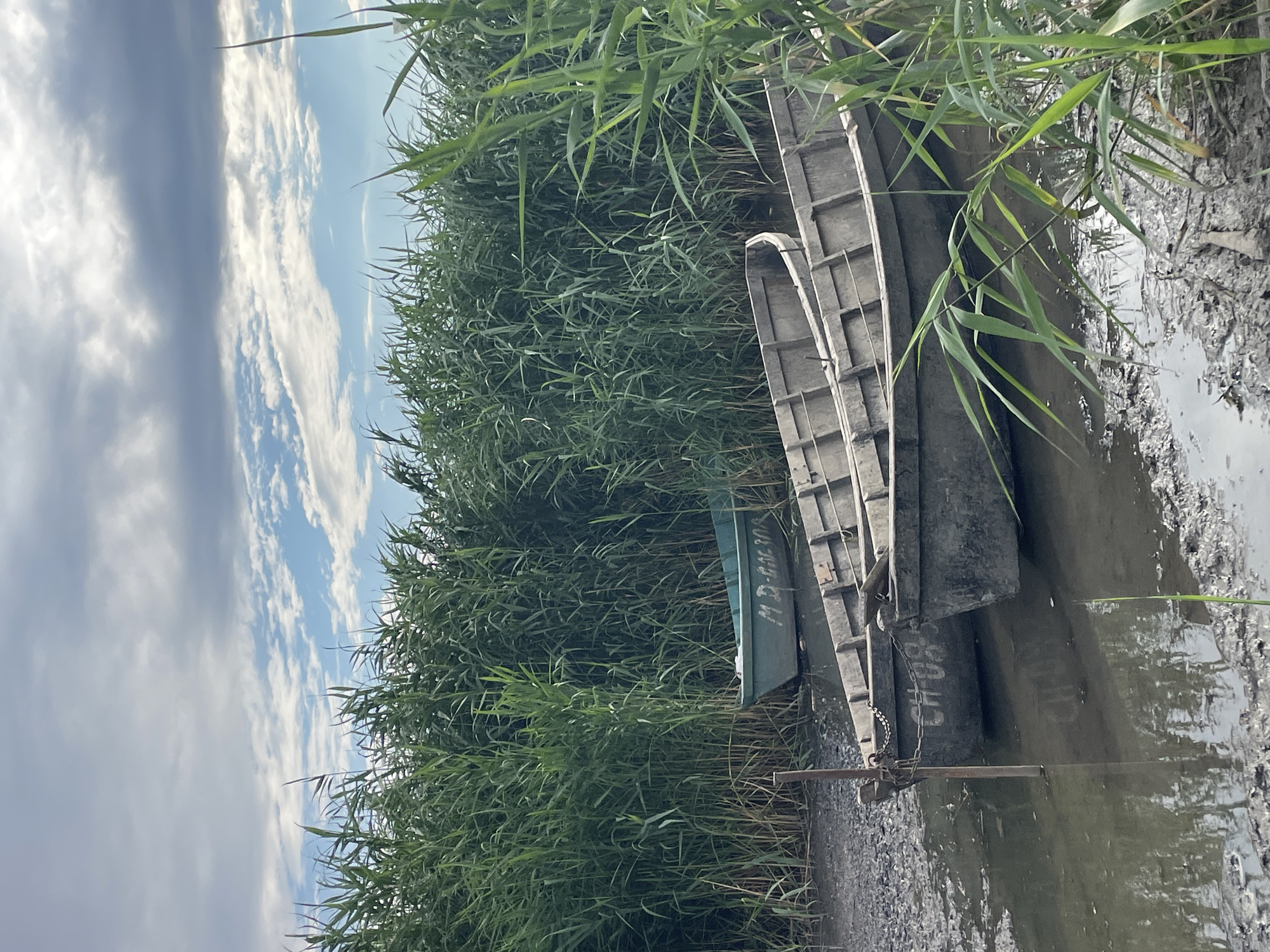 Three small boats are moored in shallow, muddy water next to a dense wall of tall green reeds. The two boats in the foreground are made of weathered wood and are tied to a post with chains. The boat on the left has the letters "CH 08" visible on its side. The third boat, painted a teal green, is further back and appears to be smaller. The sky above is partly cloudy with patches of blue sky. This scene is located in the city of Manta, Moldova.