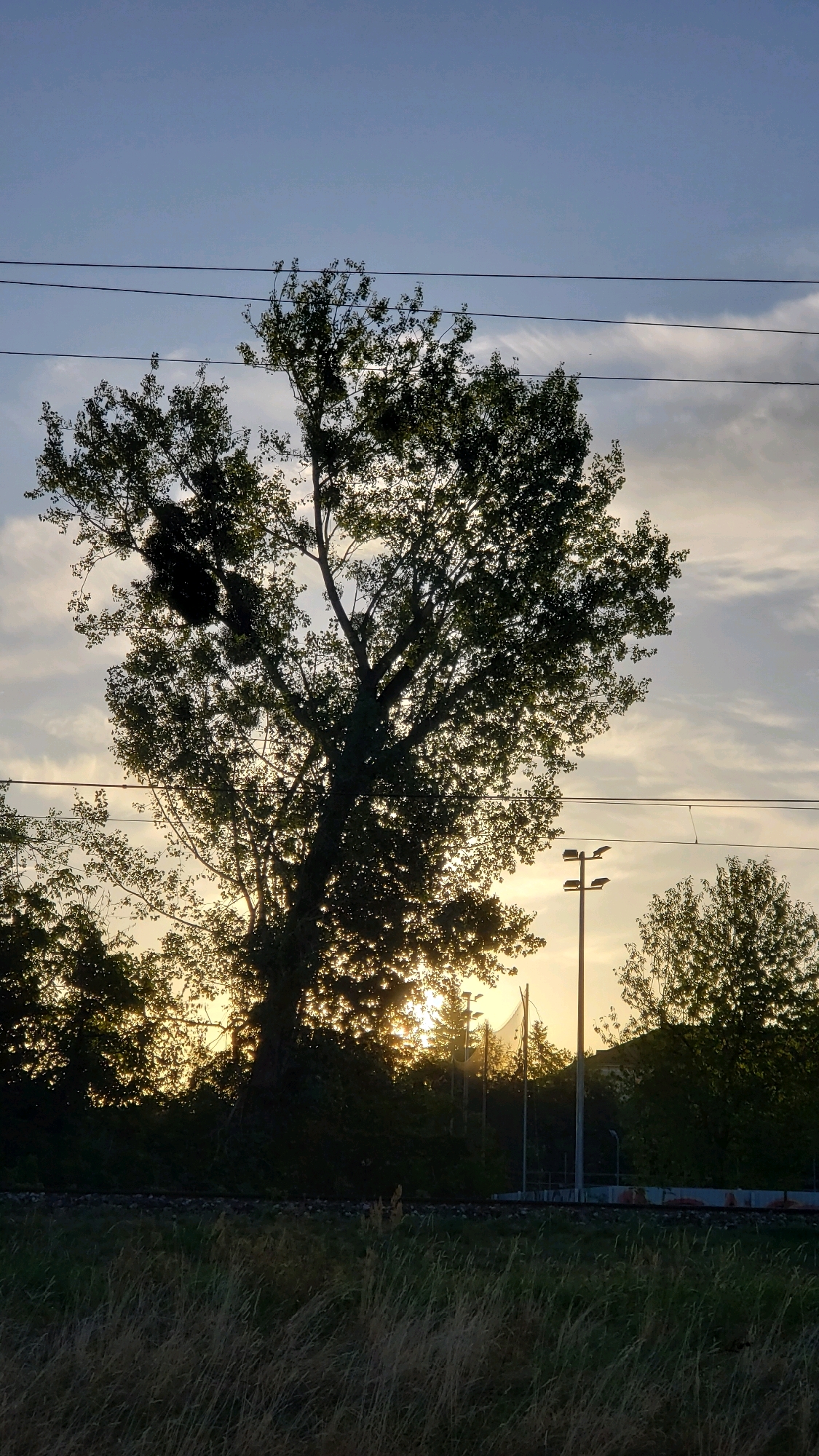 The image captures a silhouette of a large tree against a twilight sky, with the setting sun peeking through its branches. The tree, which appears to be a poplar due to its shape and the prominent mistletoe clusters, is situated in a somewhat industrial or suburban area, indicated by the presence of overhead power lines and a lamppost. In the foreground, tall dry grass and what appear to be railway tracks suggest the location is near a transportation route. The sky is a soft gradient of blue and pale yellow, with wispy clouds. To the right of the main tree, a smaller tree and a sports net can be seen. The overall impression is one of a quiet, natural moment occurring within a developed landscape. Based on the context provided by the user, this scene is located in Prešov, Slovakia.