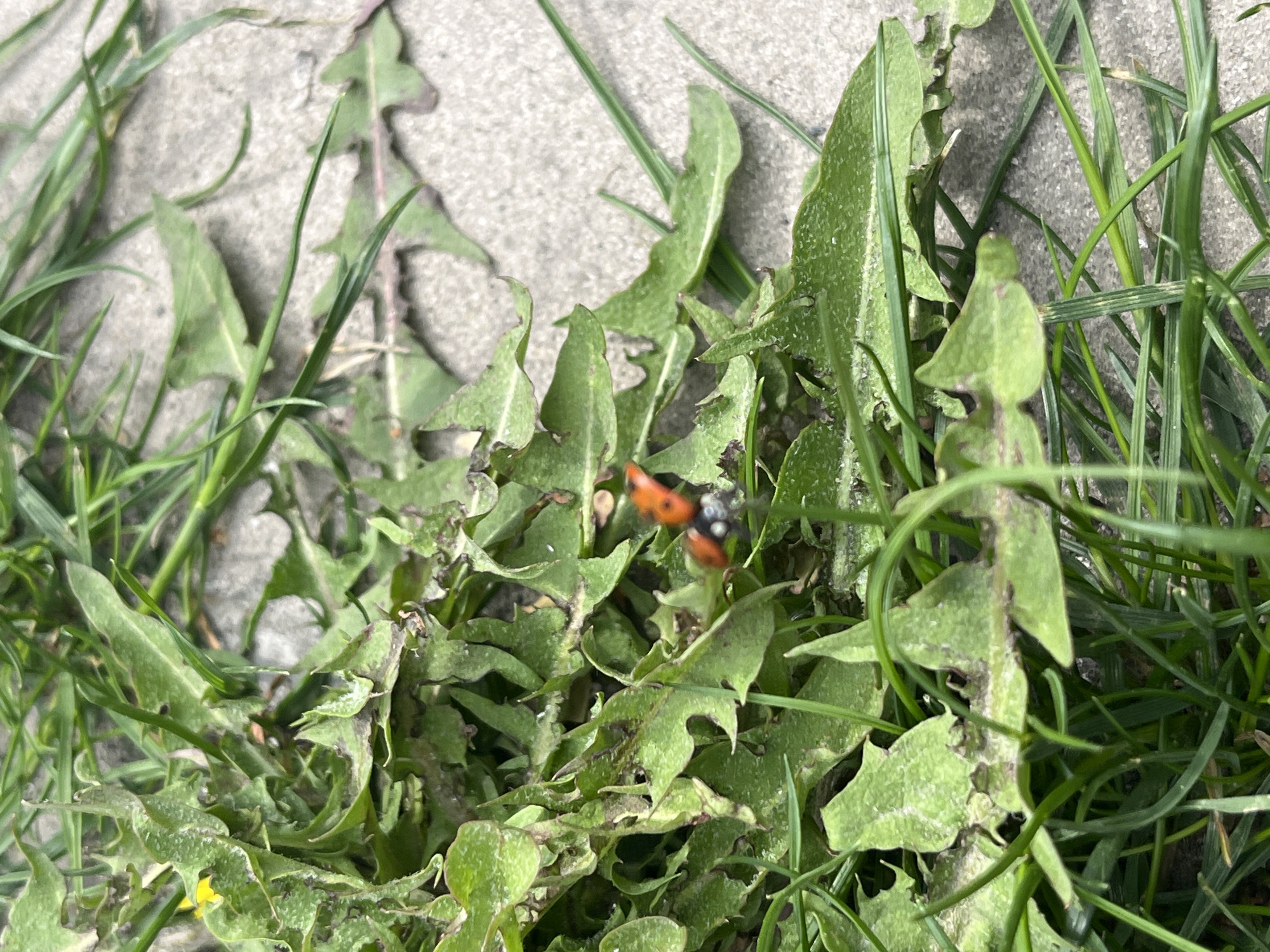 The scene depicts a patch of green vegetation consisting of grass and dandelion leaves interspersed with gray concrete paving. A ladybug with an orange body and black spots is visible among the leaves. The location is not determinable from the image, so it cannot be specifically pinpointed to Ulyanovsk, Russia.