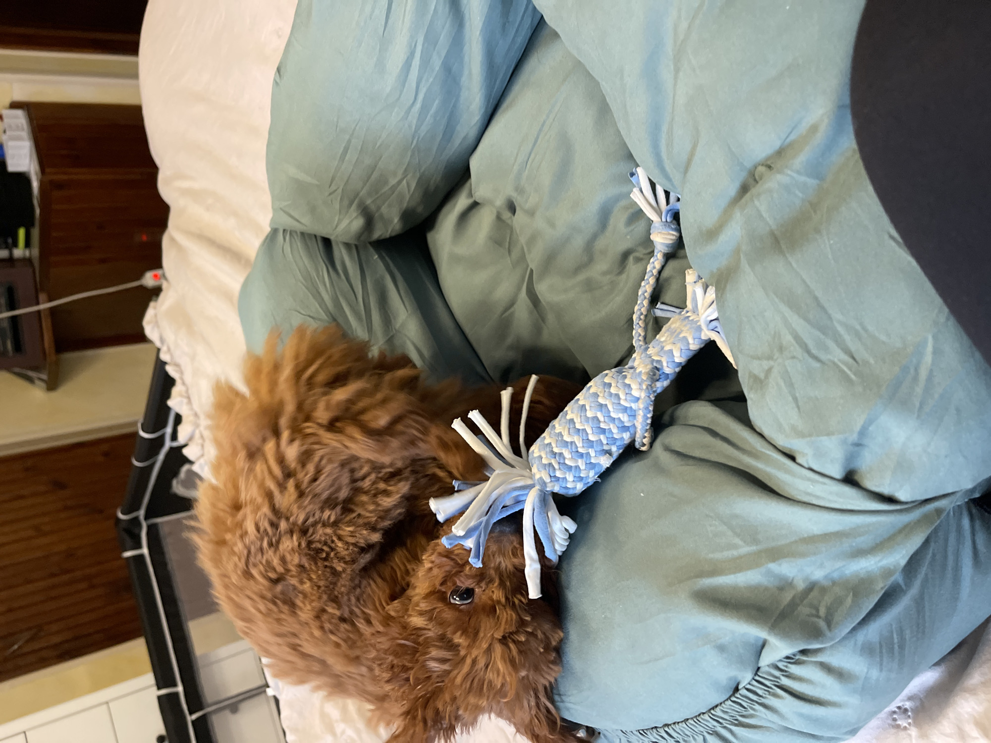 A brown poodle lies on a bed with a light blue and white braided rope toy. The bed is made with a light green comforter and white sheets. The scene is indoors. No information indicates the location is Sofia, Bulgaria.