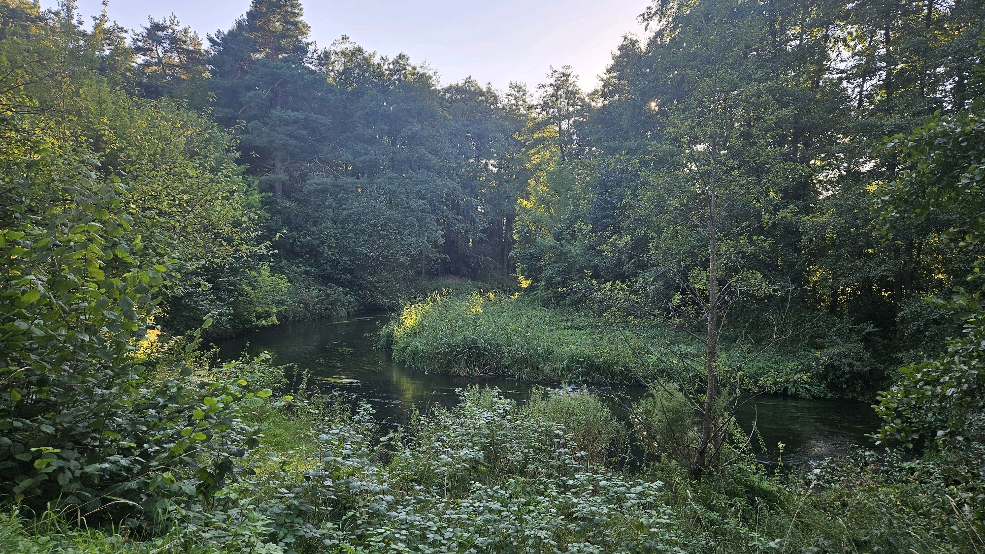 The image depicts a serene natural scene with a meandering river flowing through a lush forest. Tall trees with dense foliage line the banks of the river, creating a canopy that filters the sunlight, casting dappled shadows on the water. The river itself is dark and reflective, with patches of aquatic vegetation growing along its edges. The foreground is filled with a variety of green plants and grasses, adding to the overall impression of a thriving natural environment. The sky above is a pale blue with a hint of sunlight peeking through the trees. There are no people or animals visible in the image, and no man-made structures are apparent. The scene suggests a tranquil and undisturbed wilderness setting. The image is likely taken in the city of Hrodna, Belarus, which is known for its scenic natural landscapes and proximity to forests and rivers.
