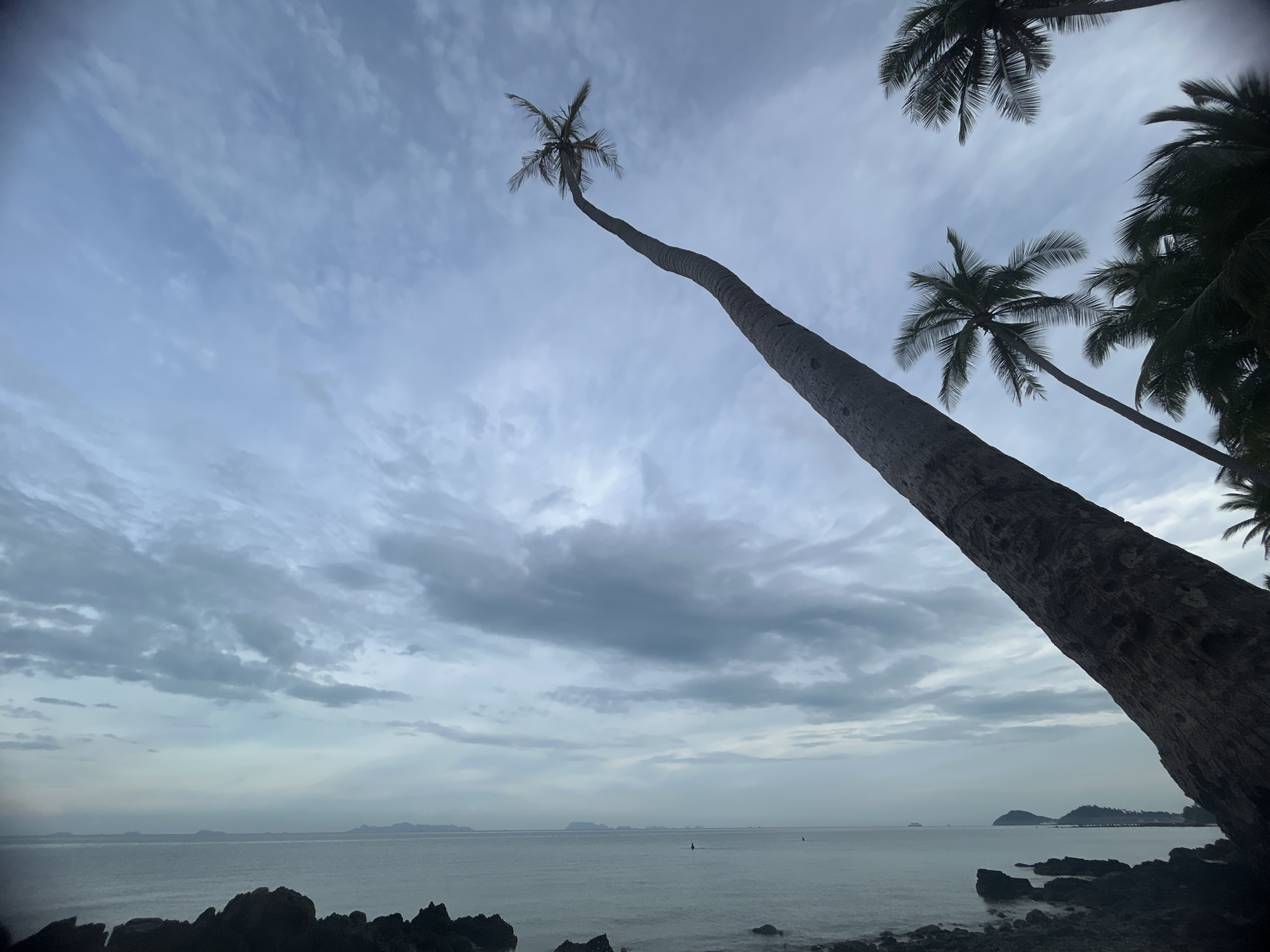 The image captures a coastal scene in Baan Taling Ngam, Thailand. The foreground includes dark, jagged rocks leading to a calm body of water, possibly the ocean. In the distance, small islands or landmasses are visible on the horizon under a cloudy sky. Several palm trees frame the scene. One palm tree leans dramatically across the frame, its trunk dominating the view, while others are visible in the upper corners. The overall lighting suggests it is either dawn or dusk.