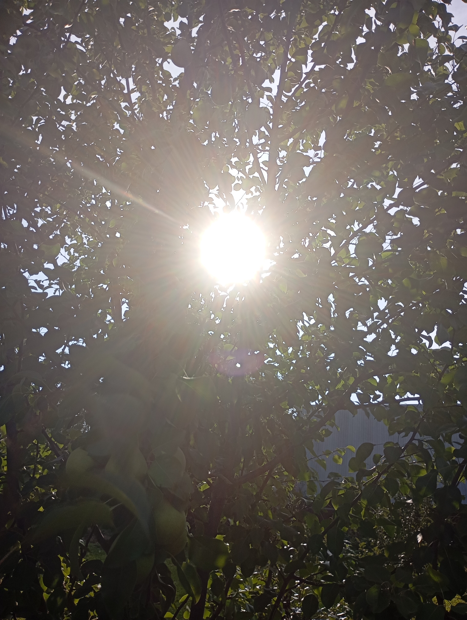 The image shows a sunburst effect through the leaves of a tree, likely in the city of Fokino, Russia. The sun is very bright, creating lens flare and streaks of light. Green leaves are visible, with some of them appearing to be fruit-bearing, possibly pears. The background shows hints of a building structure and a sky with some light clouds. The perspective is looking upwards through the branches of the tree.