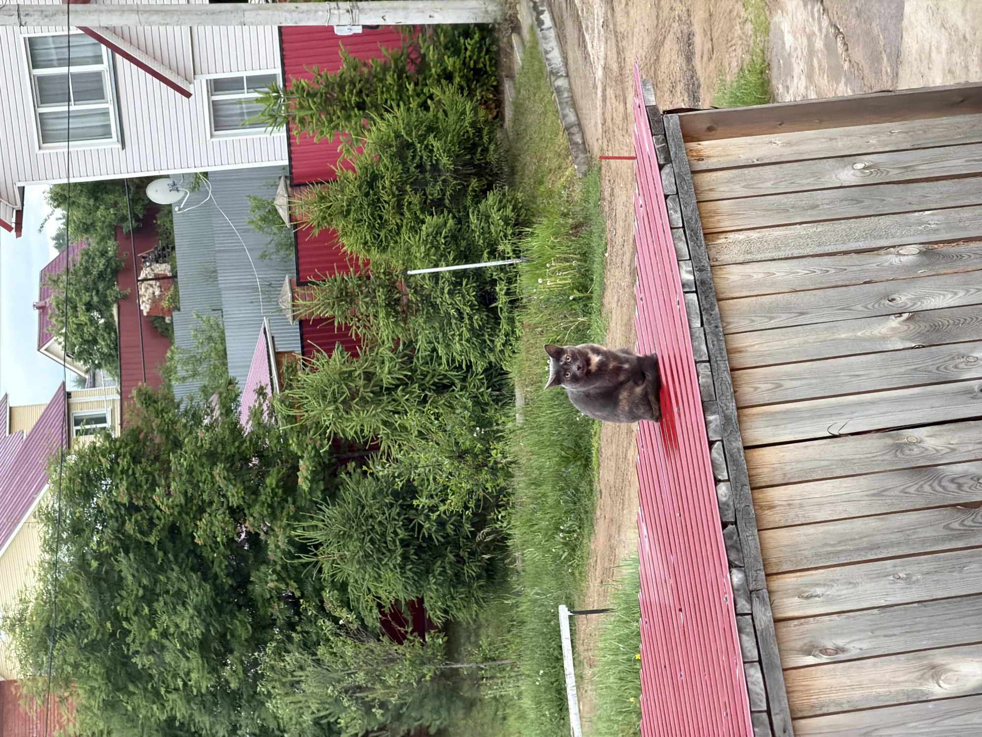 This image, captured in the city of Chaikovsky, Russia, depicts an outdoor residential or suburban scene under an overcast sky. In the foreground, a domestic cat with a dilute tortoiseshell or calico coat, primarily dark grey with light brown or reddish-orange patches on its face and chest, is seated on a red corrugated metal roof of a low, wooden structure. The cat faces slightly to the right of the viewer, making direct eye contact with amber-colored eyes. The wooden structure beneath the roof consists of vertical, weathered planks.
The midground features an unpaved dirt path or driveway extending from the lower left, bordered by overgrown grass containing various weeds and dandelions. A white, horizontal wooden railing or bench is partially visible on the far left. A dense line of coniferous trees, consistent with spruce or fir, stands behind the grassy area, preceding a continuous red corrugated metal fence that traverses the scene horizontally.
In the background, beyond the trees and red fence, several residential buildings are visible. On the right, a two-story house with light-colored horizontal siding and white-framed windows with light curtains is prominent, featuring red trim along its roofline. A white satellite dish is mounted on a pole or structure to the left of this house, and a utility pole is partially visible on the far right. Further left in the background, partially obscured by trees, are additional houses with yellow and red roofs. A secondary, grey corrugated metal fence is situated behind the red fence. No people are visible in the scene.