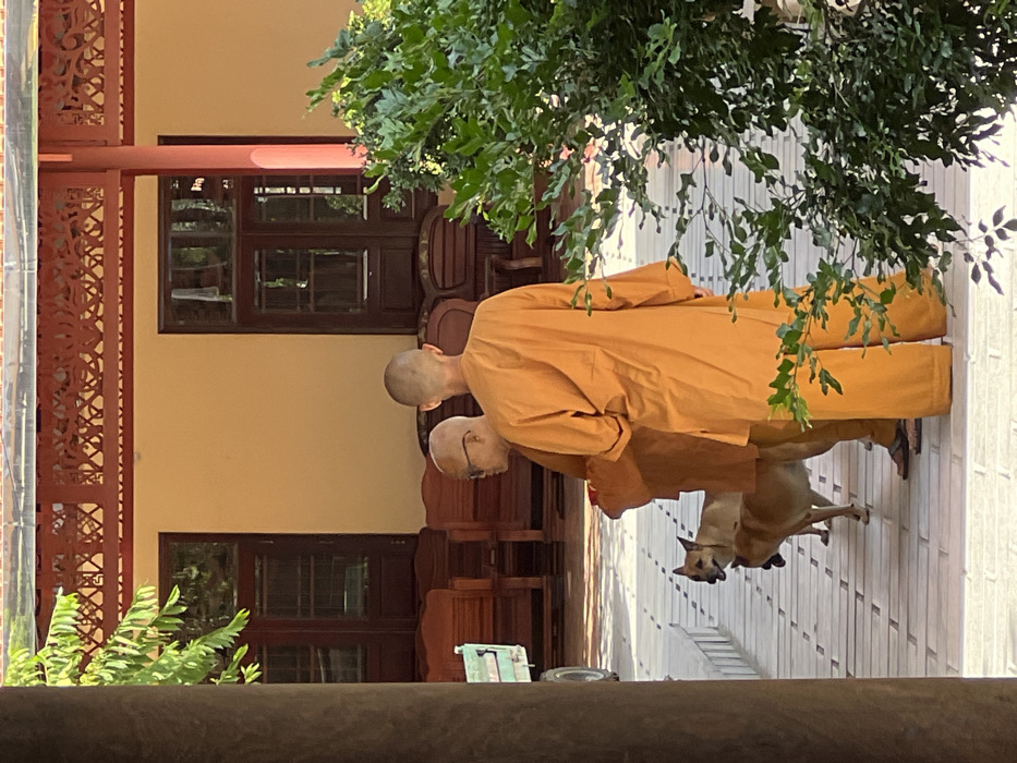 Two monks in orange robes walk on a light-colored tiled path. One is slightly ahead of the other. A dog accompanies them. They are walking near a building with dark brown wooden doors and windows and intricate red decorative lattice. Green foliage overhangs the scene.