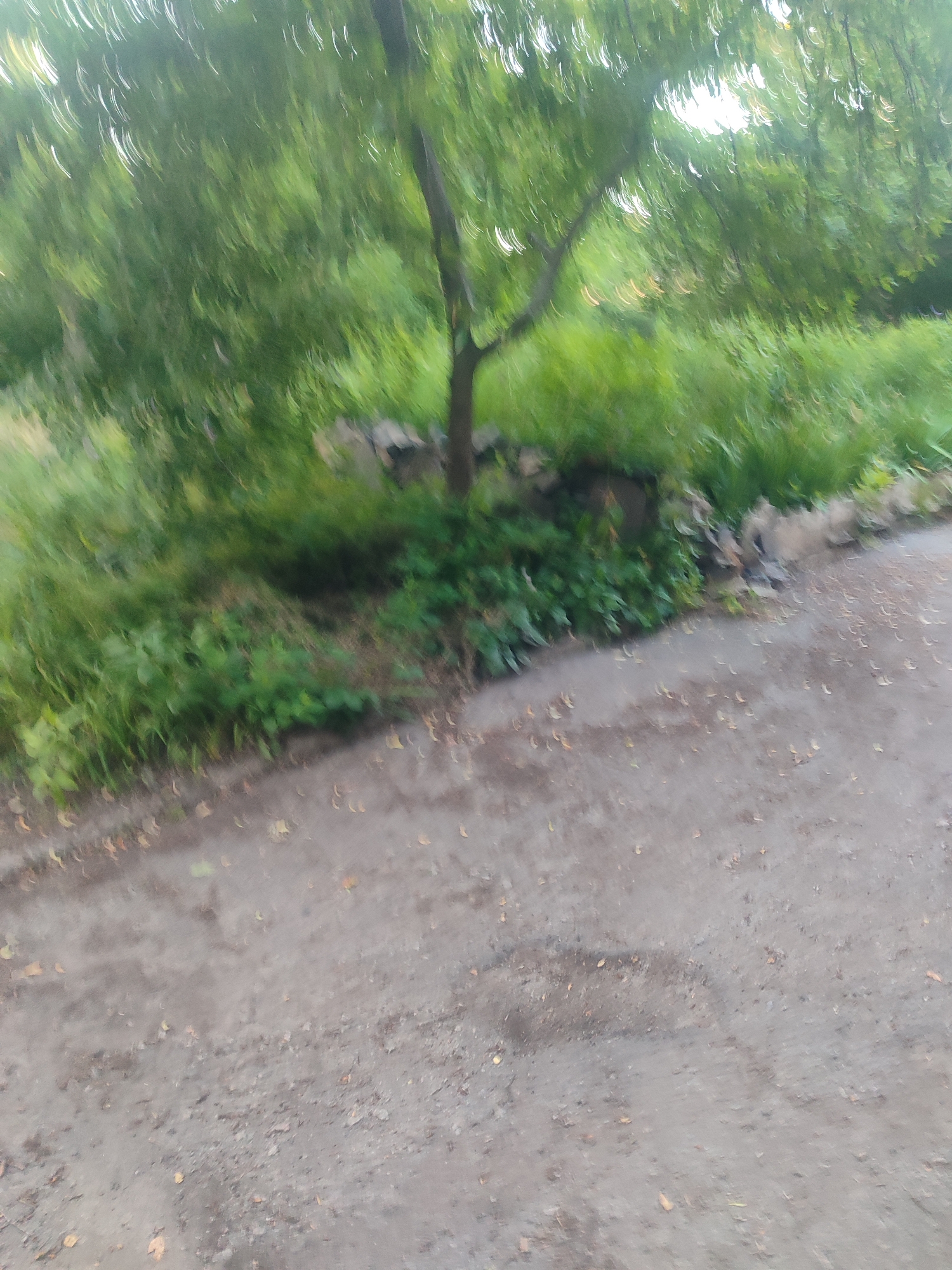 The image depicts an outdoor scene in Zhovti Vody, Ukraine, with a focus on vegetation and a dirt path. The foreground consists of a light brown dirt path with scattered fallen leaves. The middle ground features a dense area of green foliage, likely grass and bushes, bordered by some rough stones or concrete blocks. Behind the foliage, a tree with a dark trunk and green leaves is visible, its branches extending upwards and outwards. The background is dominated by a canopy of green leaves from trees, with sunlight filtering through, creating a blurred, dappled effect. The overall impression is that of a natural or park-like setting within the city, possibly a side path or unkempt area.
