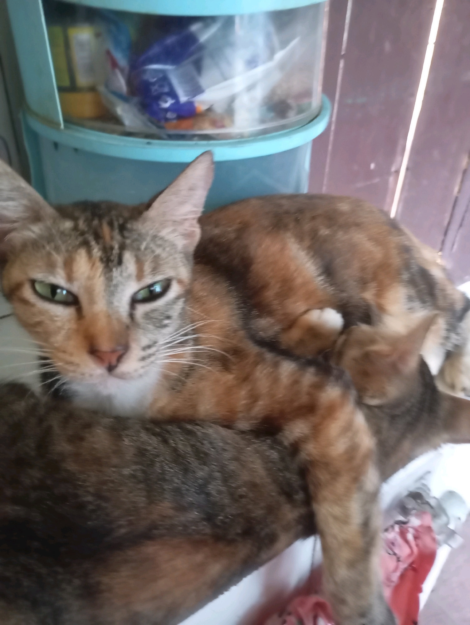 A calico cat is lying down with its head facing forward and its green eyes are open. It is looking directly at the camera with a neutral expression. The cat's body is partially obscured by another cat which is lying behind it, with its head tucked under the first cat's chin. The cats are inside a room, with a blue plastic storage unit in the background. The storage unit has shelves filled with various items, including plastic bags and containers. The wall behind the cats is made of wooden planks. The image appears to be taken indoors, possibly in a residential setting in Balikpapan, Indonesia, given the context of the prompt.