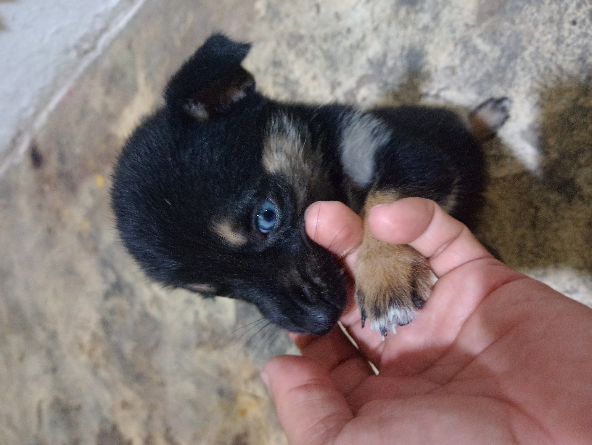 A close-up, top-down photograph shows a very young puppy being gently held by a human hand. The puppy has predominantly black fur with distinct tan or light brown markings on its face, chest, and paws, suggesting a bi-color or tricolor coat pattern. Its most notable feature is its striking, bright blue eyes. The puppy's ears are soft and flopped, indicative of its young age.
A light-skinned human hand is seen in the foreground, cradling one of the puppy's front paws, revealing black claws and some white fur on the paw. The activity suggests a gentle and affectionate interaction between the human and the puppy.
The background consists of a textured, mottled surface, likely a concrete or tiled floor, in shades of gray, brown, and off-white. The lighting appears natural and soft, illuminating the subjects clearly without harsh shadows. No specific time of day or weather can be determined. There is no visible text in the image. The scene evokes a sense of tenderness and care for the small animal. This interaction takes place in La Victoria, Venezuela.