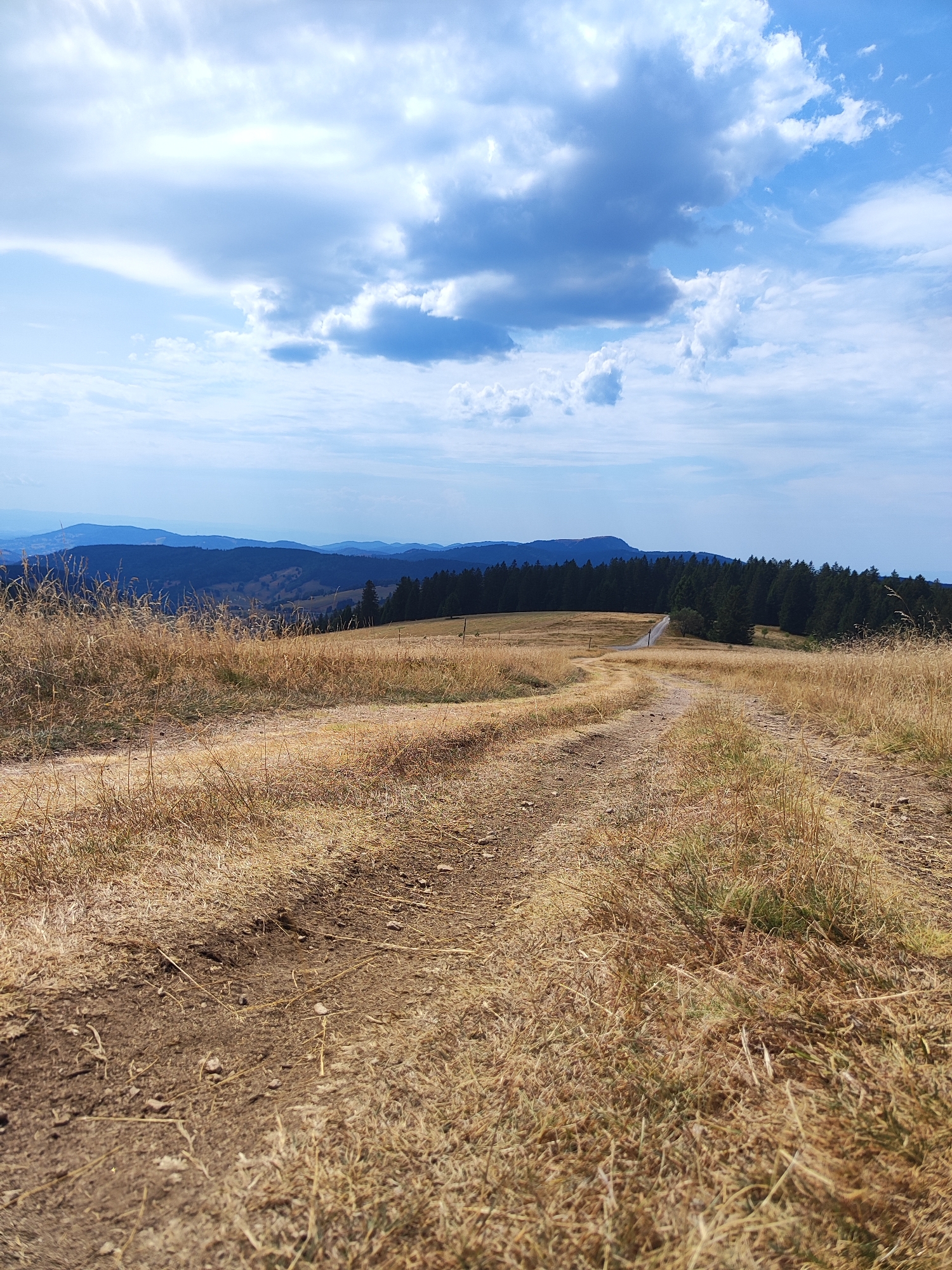 This is a photograph of a rural landscape near Todtnau, Germany, featuring a dirt road winding through dry, golden grass. The road is in the foreground and middle ground, leading towards a dense forest in the background. Beyond the forest, rolling hills and mountains are visible, layered in shades of blue and green. The sky is partly cloudy, with a mix of white and dark blue clouds against a bright blue sky. The scene is bathed in sunlight, casting shadows and highlighting the texture of the dry vegetation. There are no people or animals present in the image. The overall impression is one of a remote, natural setting, likely during a dry season.