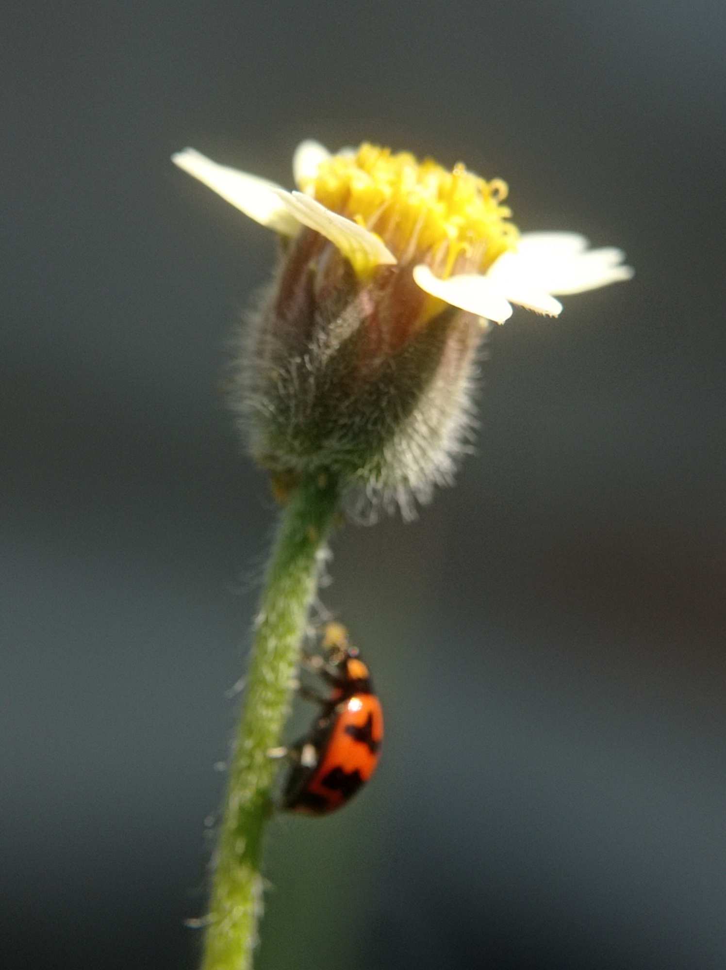 A macro photograph captures a ladybug clinging to a green stem below a fuzzy flower with yellow petals. The background is a soft blur of dark gray, suggesting an outdoor environment. The image was taken in Mulyoagung, Indonesia.