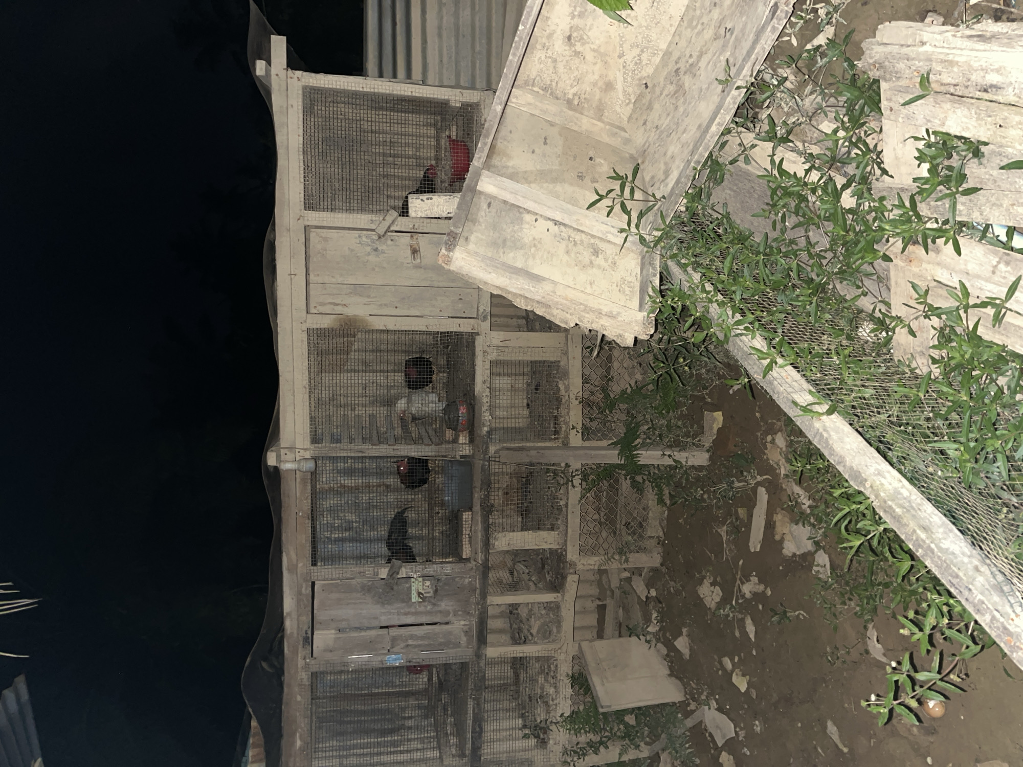 The image depicts an outdoor scene at night, likely in Benuaraja, Indonesia. The primary subjects are several caged birds, appearing to be chickens or roosters, housed within a rustic, multi-level wooden and wire enclosure. The structure is weathered and shows signs of age.
One cage at the top appears to contain at least two birds, one with predominantly red plumage and another dark-colored bird. Below this, another cage contains a dark-colored bird. Further down, a third cage is visible, though the occupants are not clearly discernible. There is also a small opening in one of the cages where a hand is visible, possibly tending to the birds.
The setting is an unpaved area, with dirt and some scattered debris visible on the ground. Green foliage, including small plants with light green leaves, grows around and through parts of the enclosure, suggesting a somewhat overgrown and natural environment. The lighting is dim, consistent with nighttime, and casts long shadows, adding to the somewhat mysterious atmosphere of the scene. The overall impression is one of a simple, perhaps rural, setting where birds are kept. There are no discernible signs or text in the image.