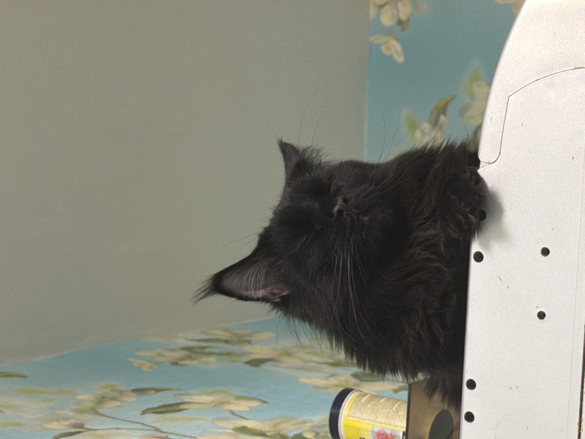 A dark-furred cat with its head resting on a white, metal shelf unit. The shelf unit has several small, round holes along its side. A container with a yellow label and a black cap is visible beneath the cat. The background is a light-colored wall, with a floral pattern along the lower section of the wall and a light blue section with floral patterns on the upper section of the wall. There is no indication that this image was taken in Chaikovsky, Russia, or any other specific location.