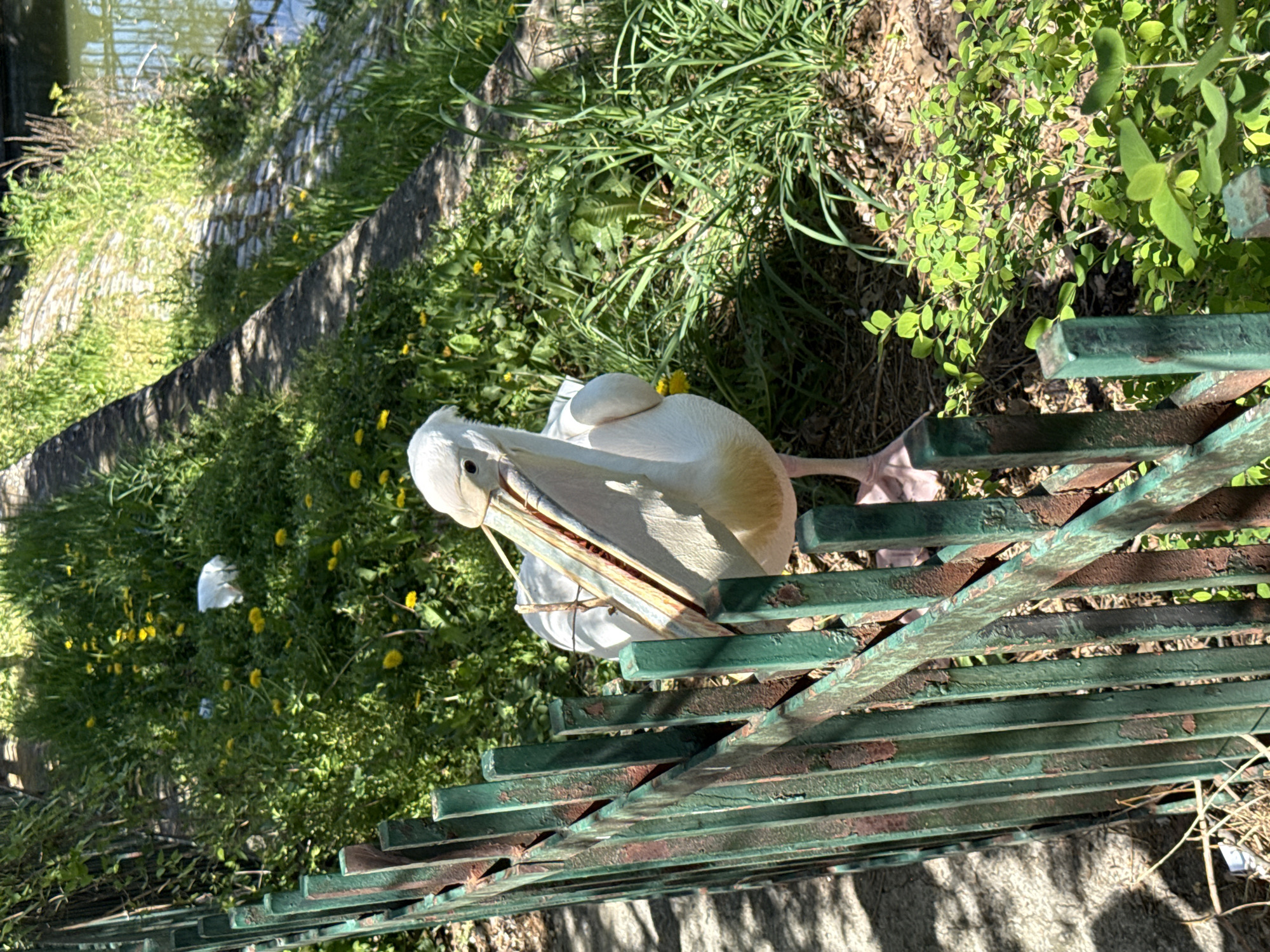 The image shows a pelican perched on a green, rusty metal fence. The pelican is predominantly white with a large beak. A patch of yellow flowers is visible on its head. The background consists of grass, dandelions, and a body of water, suggesting a park or lakeside environment. The scene is brightly lit, indicating it is daytime. Given the city of Sofia, Bulgaria, is specified, it's possible the image was taken in or near one of the city's parks with lakes or ponds. No other people or subjects other than the pelican are visible. The primary action is the pelican resting on the fence.