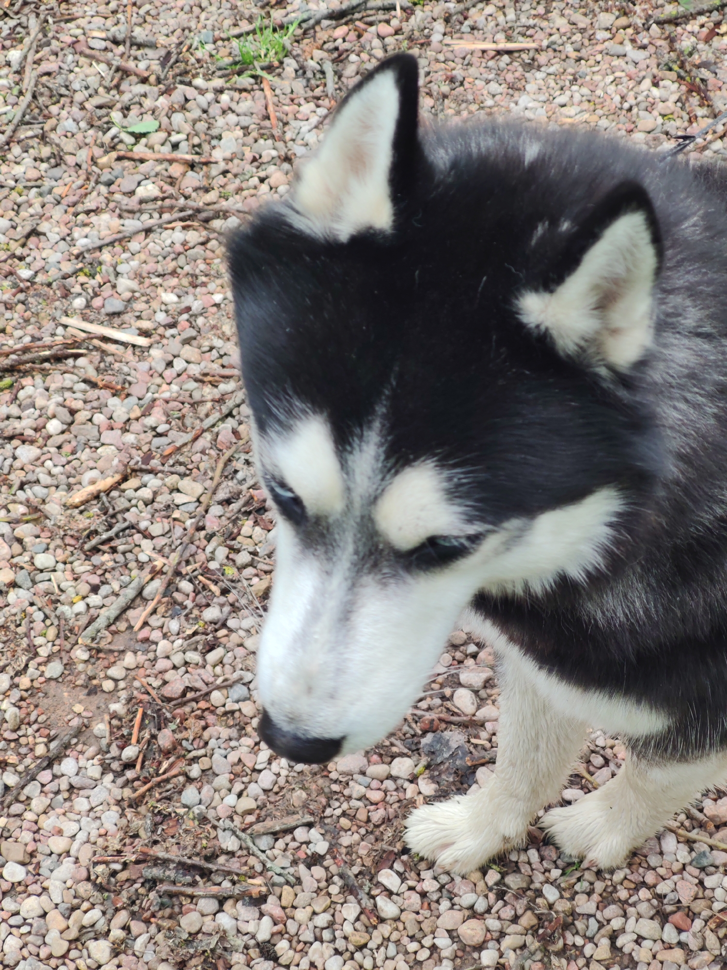 The image shows a black and white husky-type dog standing on a surface covered in small rocks and twigs. The dog is looking down. The location appears to be outdoors, likely in an area with natural or landscaped ground cover. No city or specific location can be determined. No other people or subjects are present.