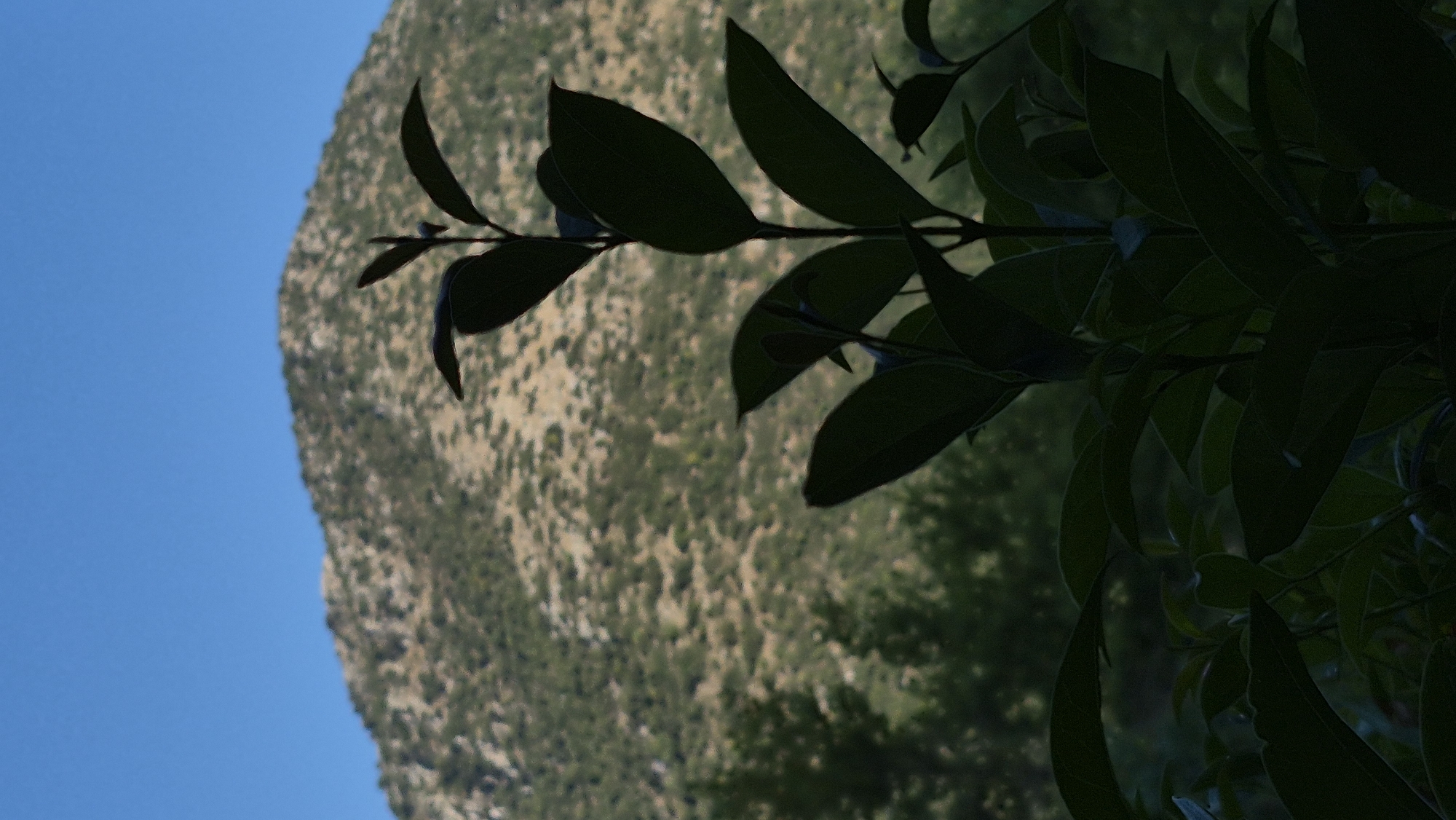 In an outdoor scene with a bright blue sky, the foreground is dominated by the dark silhouette of a leafy plant. The plant features several dark green leaves and stems, some of which are in sharp focus while others are softly blurred. Behind the plant, a light brown and green hillside is visible, covered in sparse vegetation and trees. The hillside is illuminated by sunlight, creating a textured appearance. The overall impression is one of a natural landscape, possibly a mountainous or hilly area, captured on a clear day.