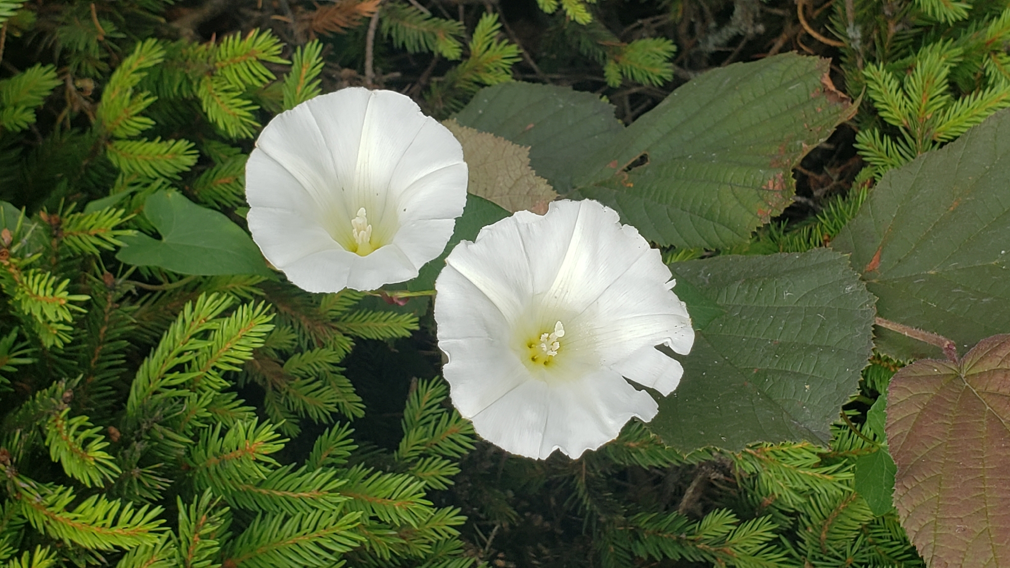 Two white bindweed flowers with yellow centers are in focus, set against a backdrop of green spruce branches. One flower is positioned on the upper right, slightly out of focus, while the other is larger and more prominent on the lower left. Dark green, textured leaves are visible between the flowers and spruce branches. The scene is outdoors, likely in a natural or semi-natural environment. The image was captured in Prešov, Slovakia.