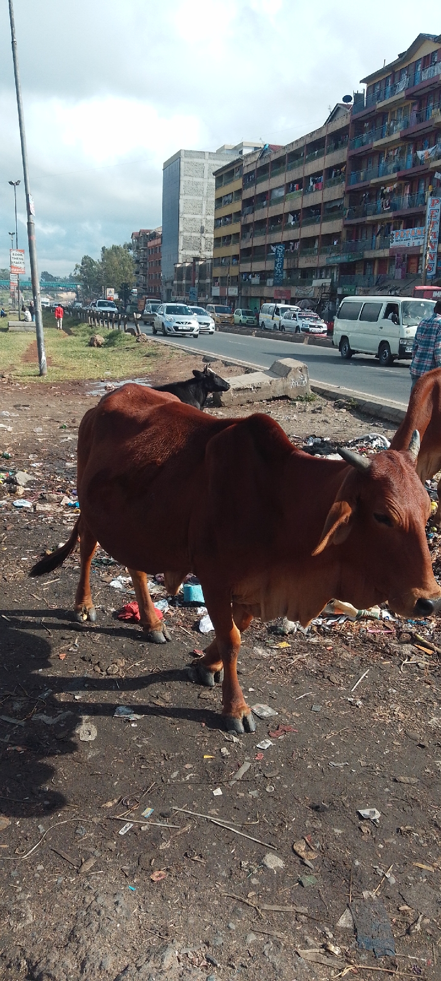 In Nairobi, Kenya, a reddish-brown cow stands amidst litter on a dirt patch adjacent to a busy road. A black cow is partially visible behind it. In the background, there is vehicular traffic including cars and a white van. Buildings line the opposite side of the road, and a pedestrian overpass is visible in the distance. The sky is overcast.