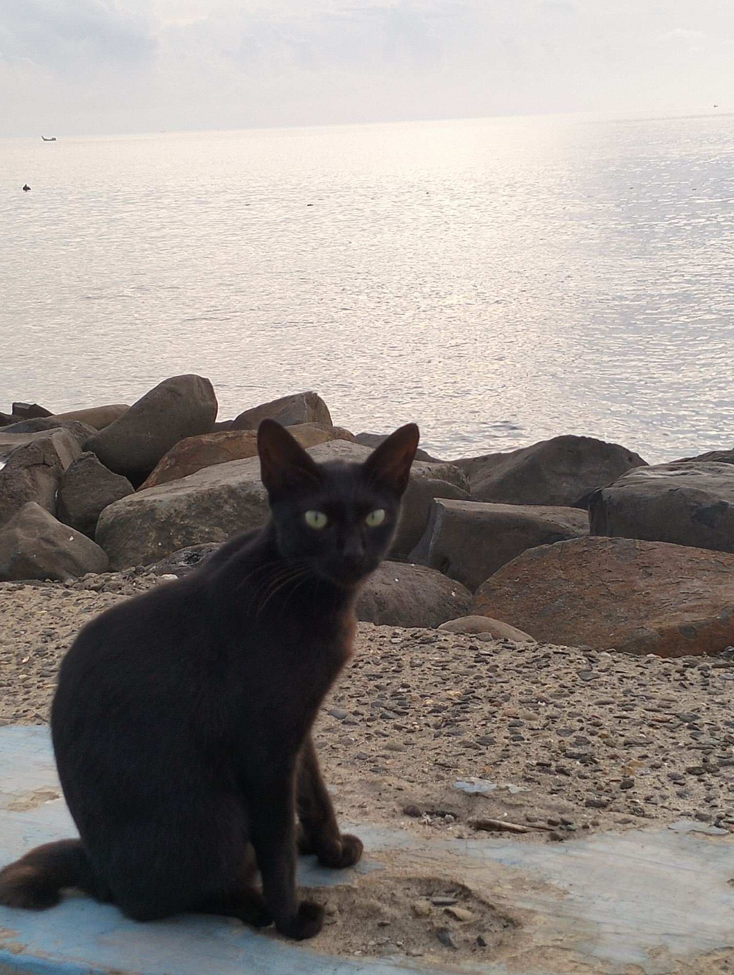 A black cat sits on a concrete surface near a beach in Lhokseumawe, Indonesia. The cat faces forward with green eyes. Behind the cat are large rocks and a body of water. A boat is visible in the distance.