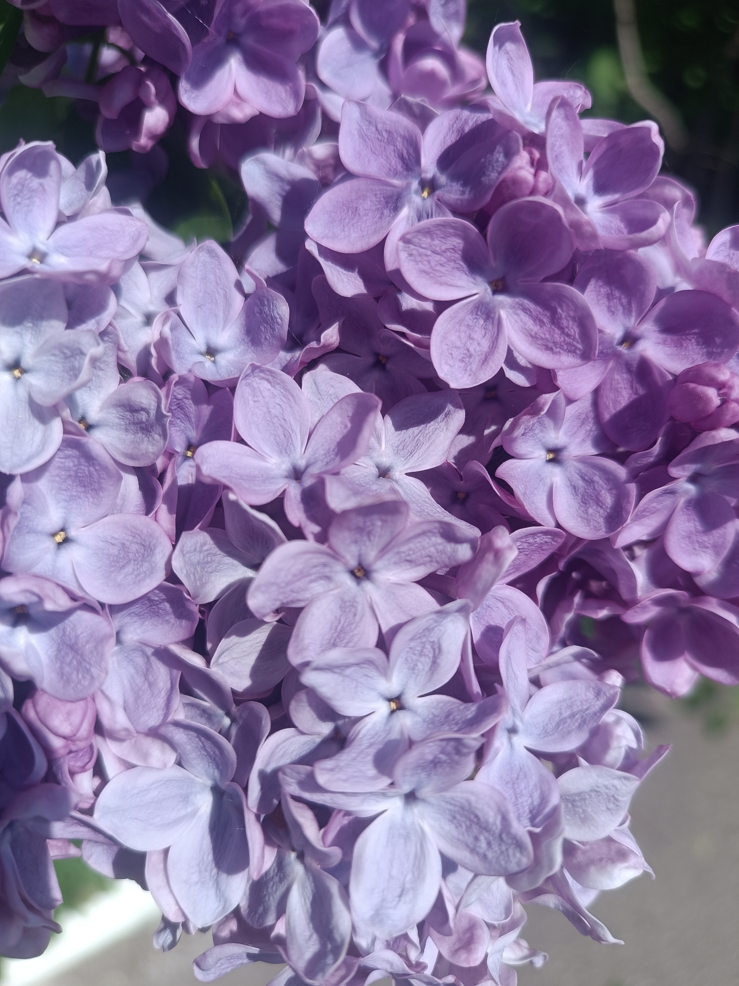 The image shows a close-up of a cluster of lilac flowers. The flowers are predominantly light purple in color, with a five-petal structure visible in most individual blossoms. The flowers are densely packed, with some overlapping others. There's evidence of varying light exposure, leading to subtle color gradations across the image. No people are visible in the frame. There is no indication of the image being taken in the city of Chaikovsky, Russia, and there are no specific landmarks or other environment context clues.
