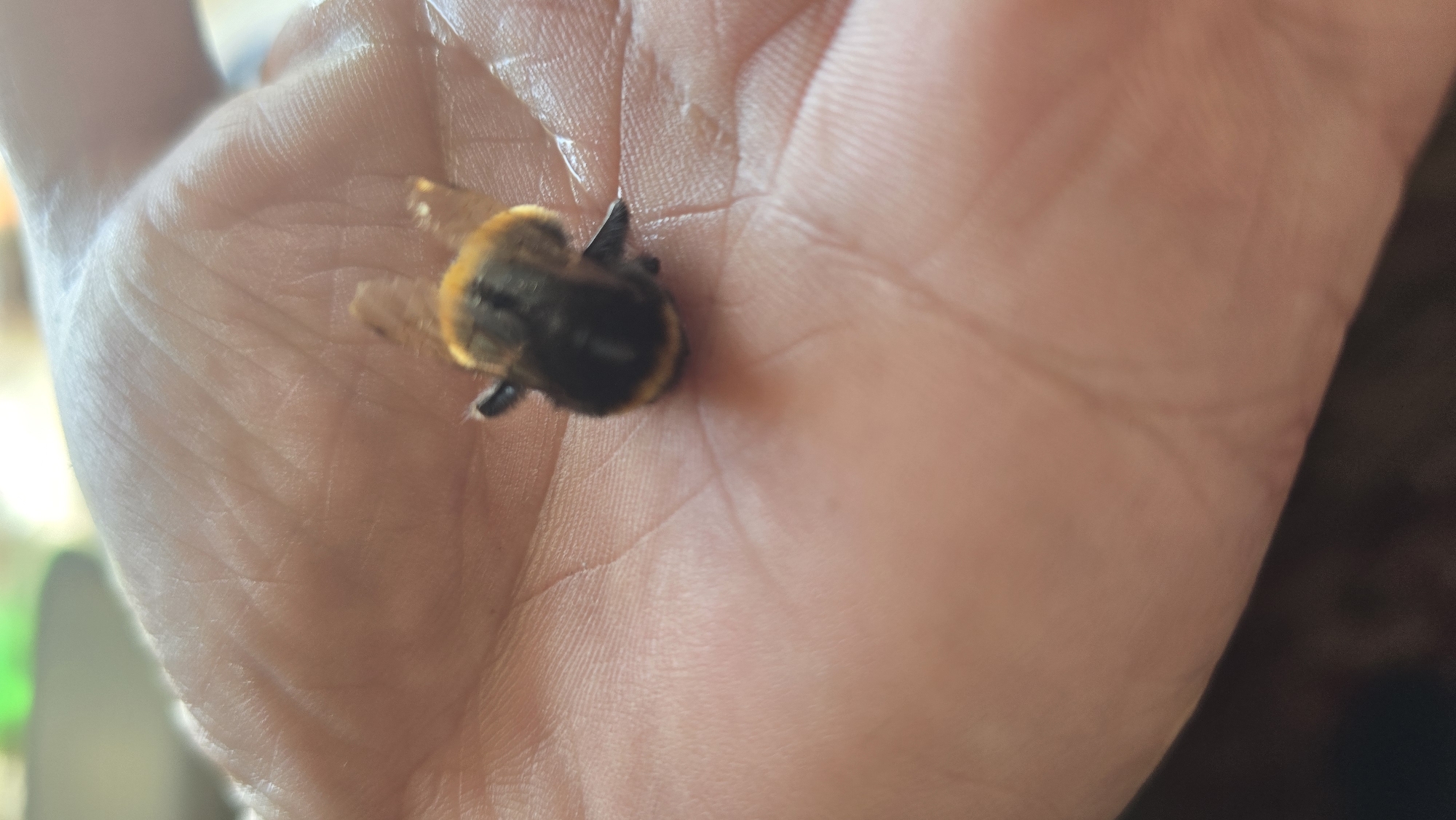 A single bumblebee, characterized by its fuzzy, segmented body with distinct yellow and black banding, is centered in the palm of a human hand. The bee's wings are visible but appear slightly folded or relaxed, and its small dark legs are discernible. The hand, with a light to medium skin tone, exhibits clear skin lines and creases, with some apparent moisture or sheen on the surface, particularly surrounding the insect. The background is out of focus, presenting blurred light and dark areas, with a subtle green tint visible in the upper left quadrant. The scene is located in the city of Забегалово, Russia.