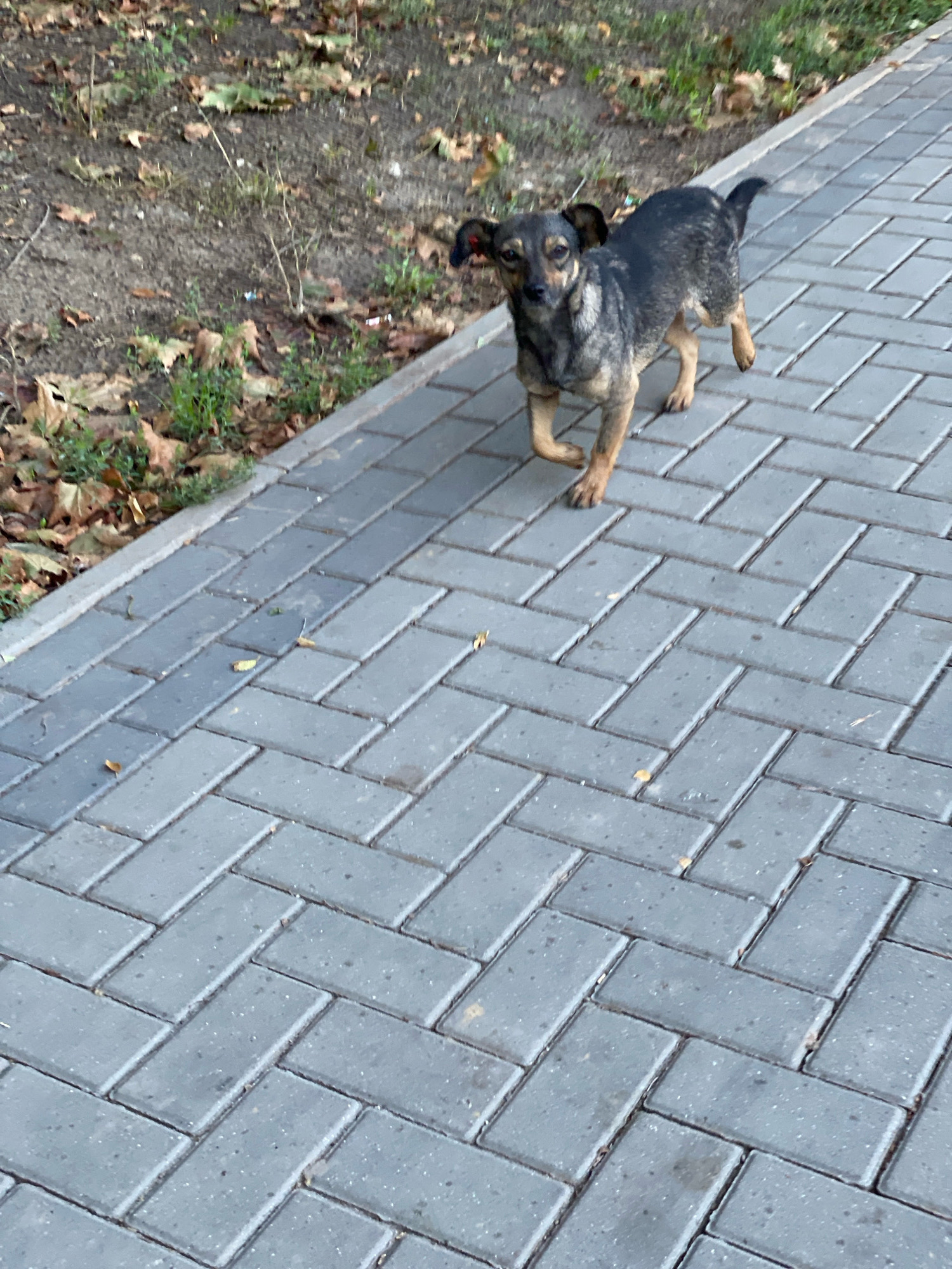 A medium-sized, mixed-breed dog with dark gray and tan fur is walking on a herringbone-patterned brick sidewalk. The dog is facing the camera with its head tilted slightly. Its ears are perked up, and its tail is held high. To the left of the sidewalk, there is a patch of dry grass and fallen leaves, suggesting an autumn or early winter setting. A grey curb separates the grass from the sidewalk. The background is slightly blurred, but appears to be a natural outdoor environment. The scene is consistent with a street or park area in Chișinău, Moldova.