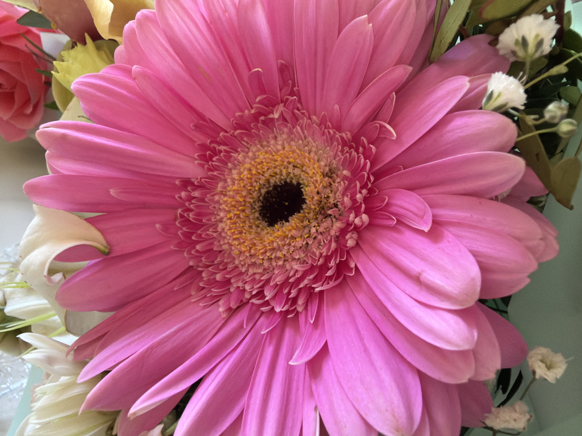 The image shows a close-up of a pink gerbera daisy with a dark brown center surrounded by a ring of yellow. The petals are a vibrant pink and arranged in multiple layers. Parts of other flowers, including a rose and small white flowers, are visible in the background. The background color is a muted green. No people, specific actions, or interactions are visible. The location is not discernible from the image.