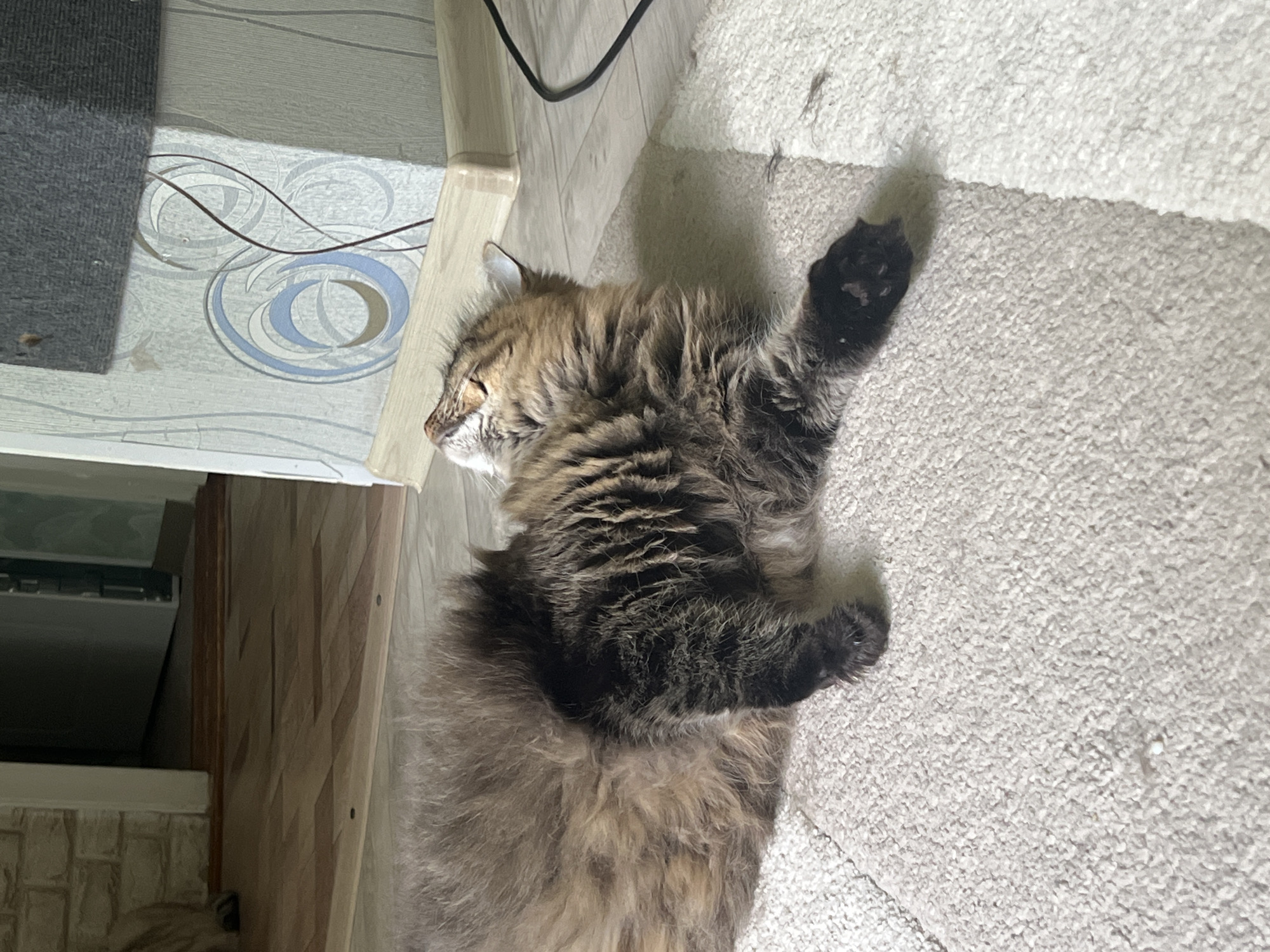 A medium-haired tabby cat is lying on its back on a light-colored carpet, with one paw extended upwards. The cat's head is resting near a surface covered in decorative wallpaper and a wooden cabinet. A power cable can be seen near the cat's head. The scene appears to be indoors. Given the request for location information, and the context of the request, I am unable to verify the city.