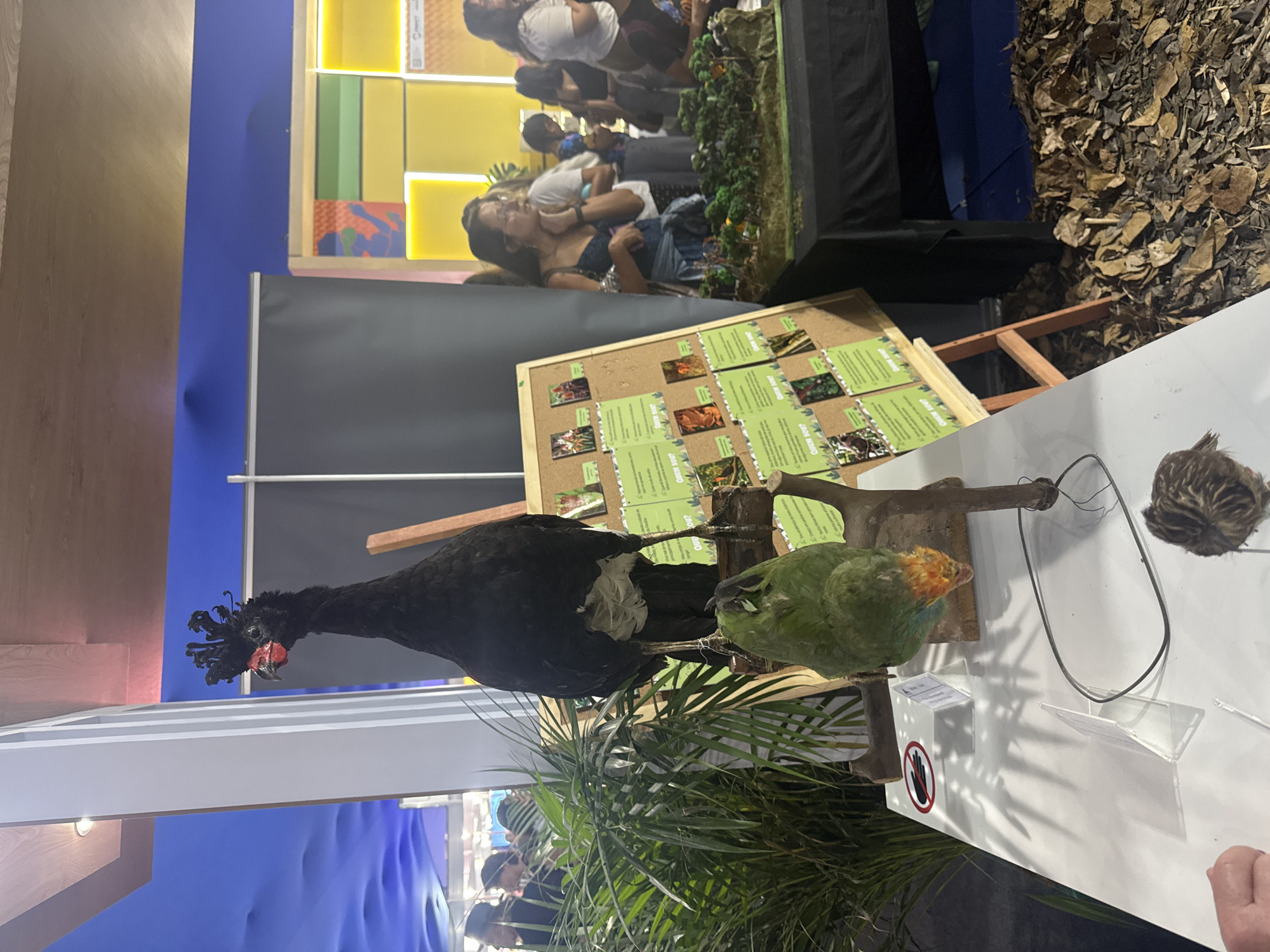 The image captures an indoor exhibition, possibly at the Museum of Earth Sciences in Niterói, Brazil, given the presence of taxidermied animals and educational displays about nature. A prominent taxidermied Black Curassow stands tall on a wooden perch, its elaborate black crest contrasting with its red wattle. Below it, a taxidermied green parrot with orange and yellow facial markings is positioned upside down. In the foreground, a white table displays various items, including clear acrylic stands and a small, coiled wire. A tiny taxidermied bird, possibly a quail, rests on the table. Behind the birds, a corkboard display features numerous informational cards with images of flora and fauna. In the background, several people are visible, some looking at the exhibits, while others converse. The overall environment suggests a public educational or cultural event, with blue and yellow decorative elements in the background.