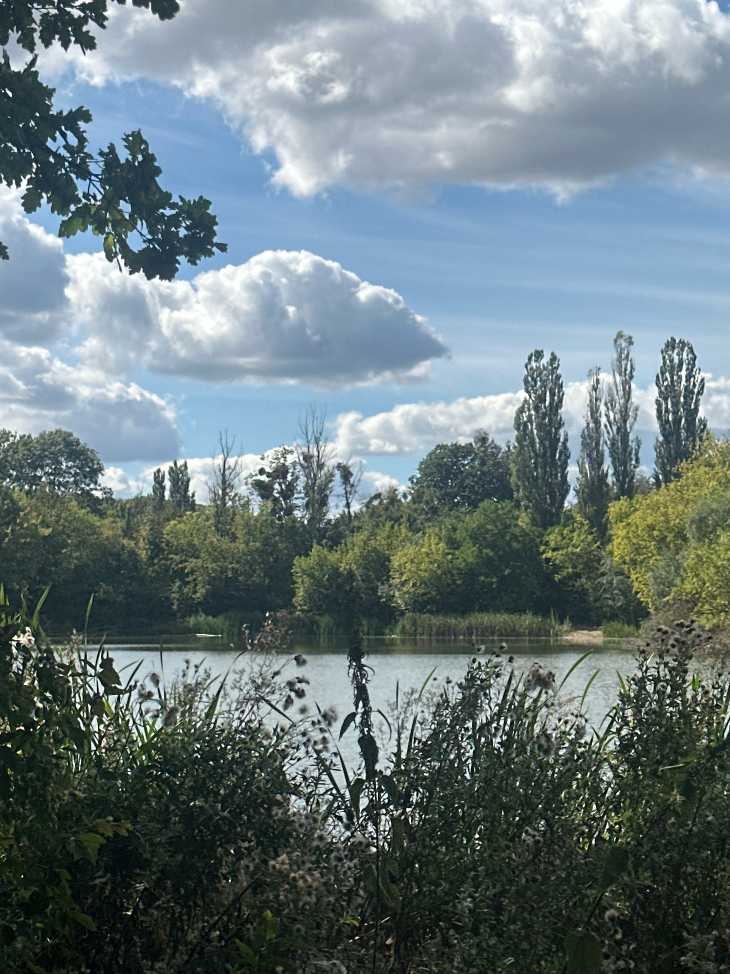 A serene landscape captures a body of water surrounded by lush green trees and vegetation under a dynamic sky. The foreground is dominated by dark, leafy plants and tall, dry grasses, partially obscuring the view of the water. The water's surface is calm, reflecting the sky and the dense treeline that forms the middle ground. This treeline features a variety of deciduous trees, with a notable cluster of tall, slender poplars standing prominently. Above the trees, the sky is a brilliant blue, dotted with fluffy white and grey clouds. The scene is devoid of human presence and activities. The location is identified as the city of Makiv, Ukraine.