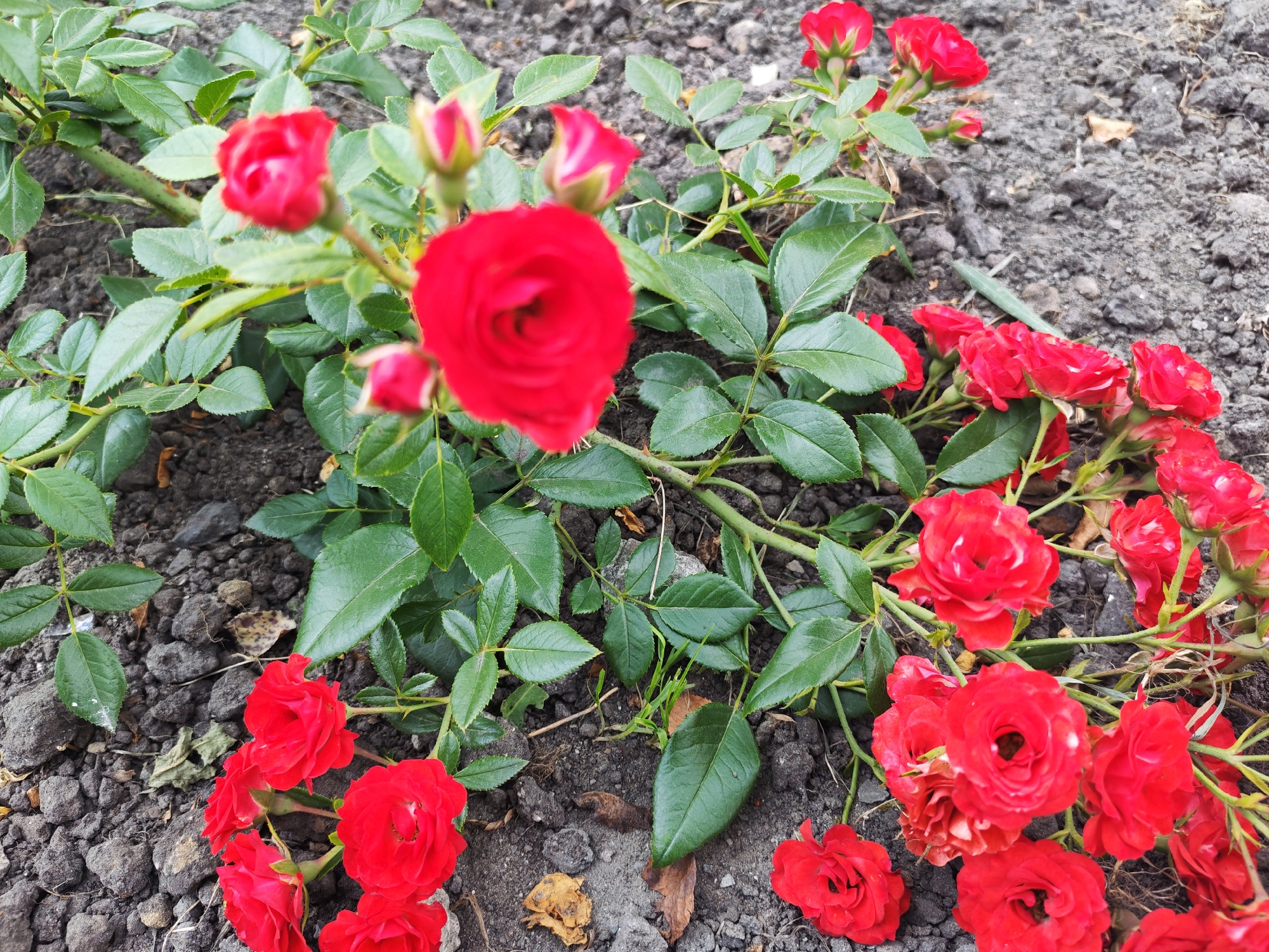 The image shows a cluster of small red roses with green leaves growing out of dark soil. The roses are a mix of fully bloomed flowers and buds. The ground is composed of dark, crumbly soil with small stones and some dried leaves. The image is taken from a slightly overhead perspective, focusing on the roses and their immediate surroundings. The context of Kurgan, Russia, is not visually discernible from the image itself. There are no people or any specific man-made structures visible. The scene depicts a natural botanical element within an outdoor setting.